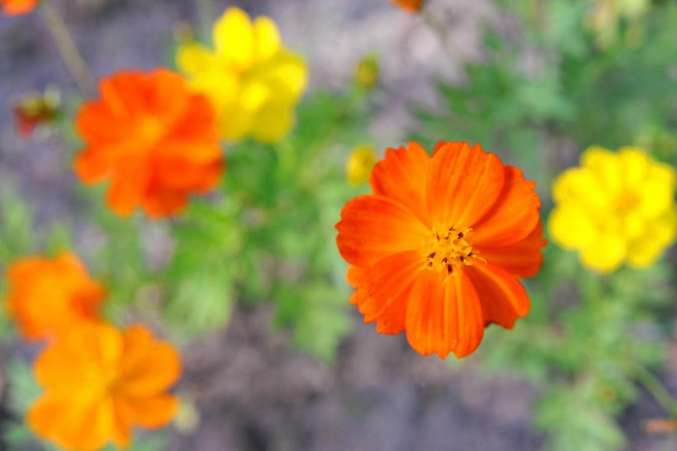 Photo 41