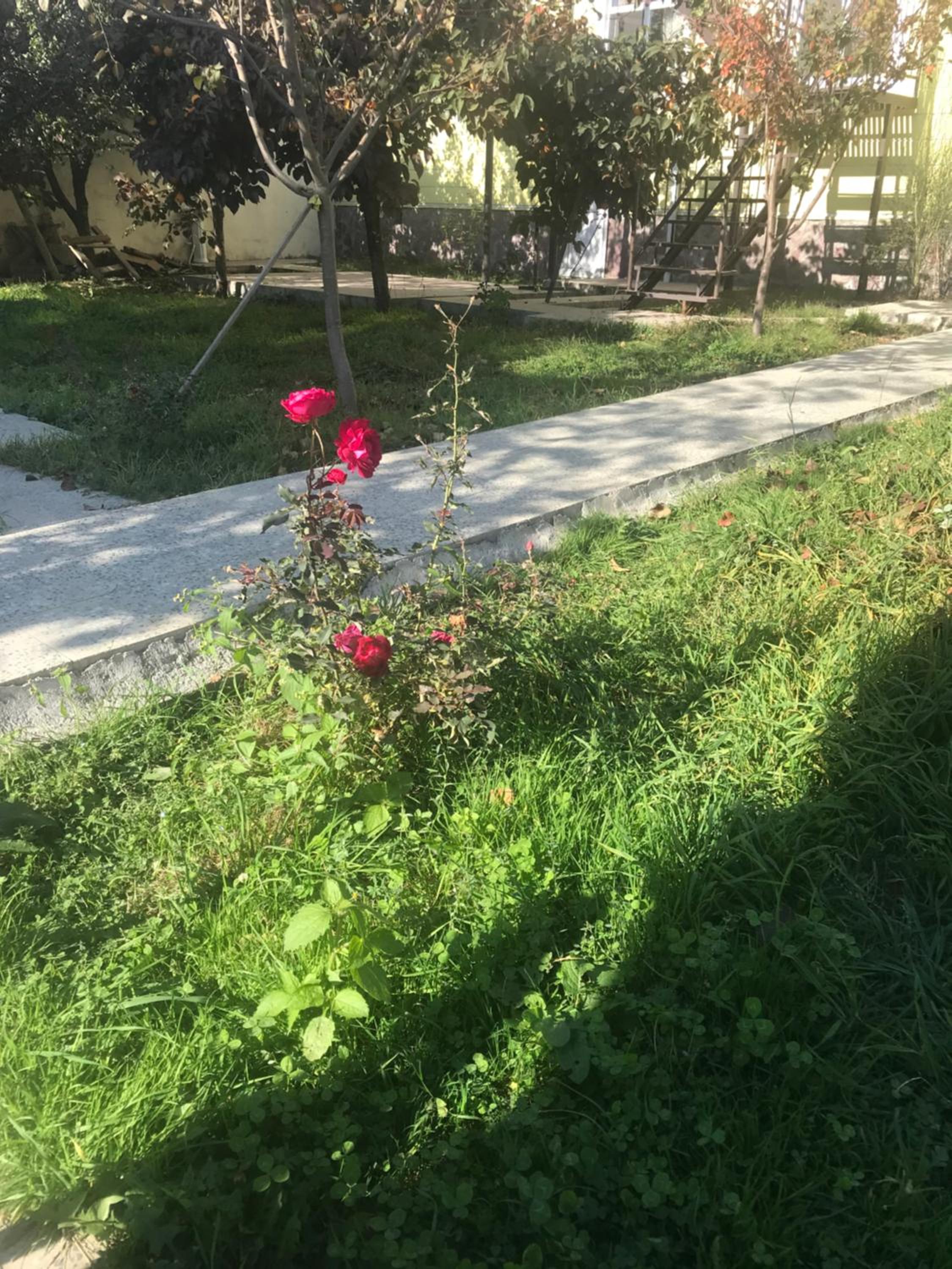 Apartments Firuze