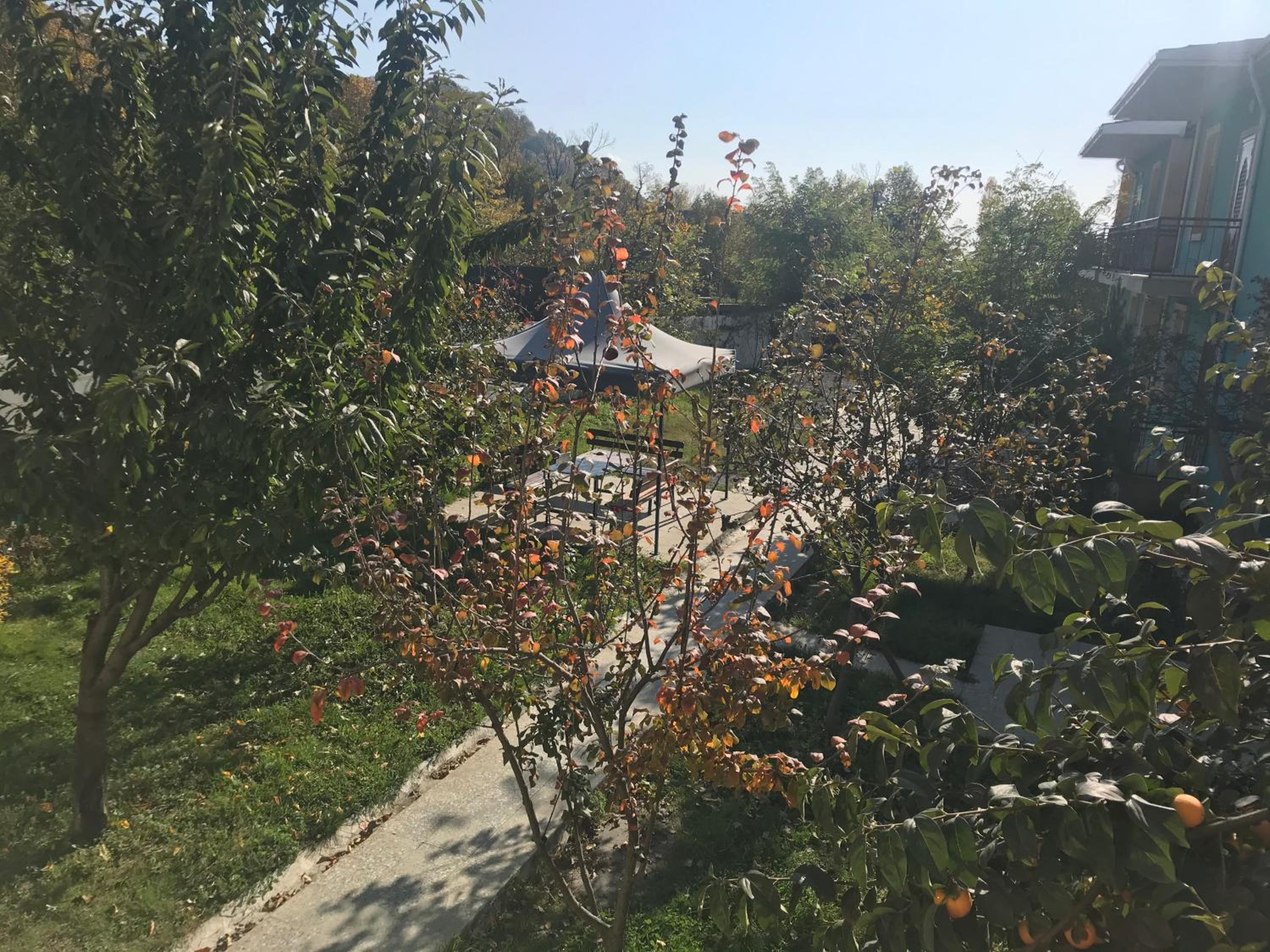 Apartments Firuze