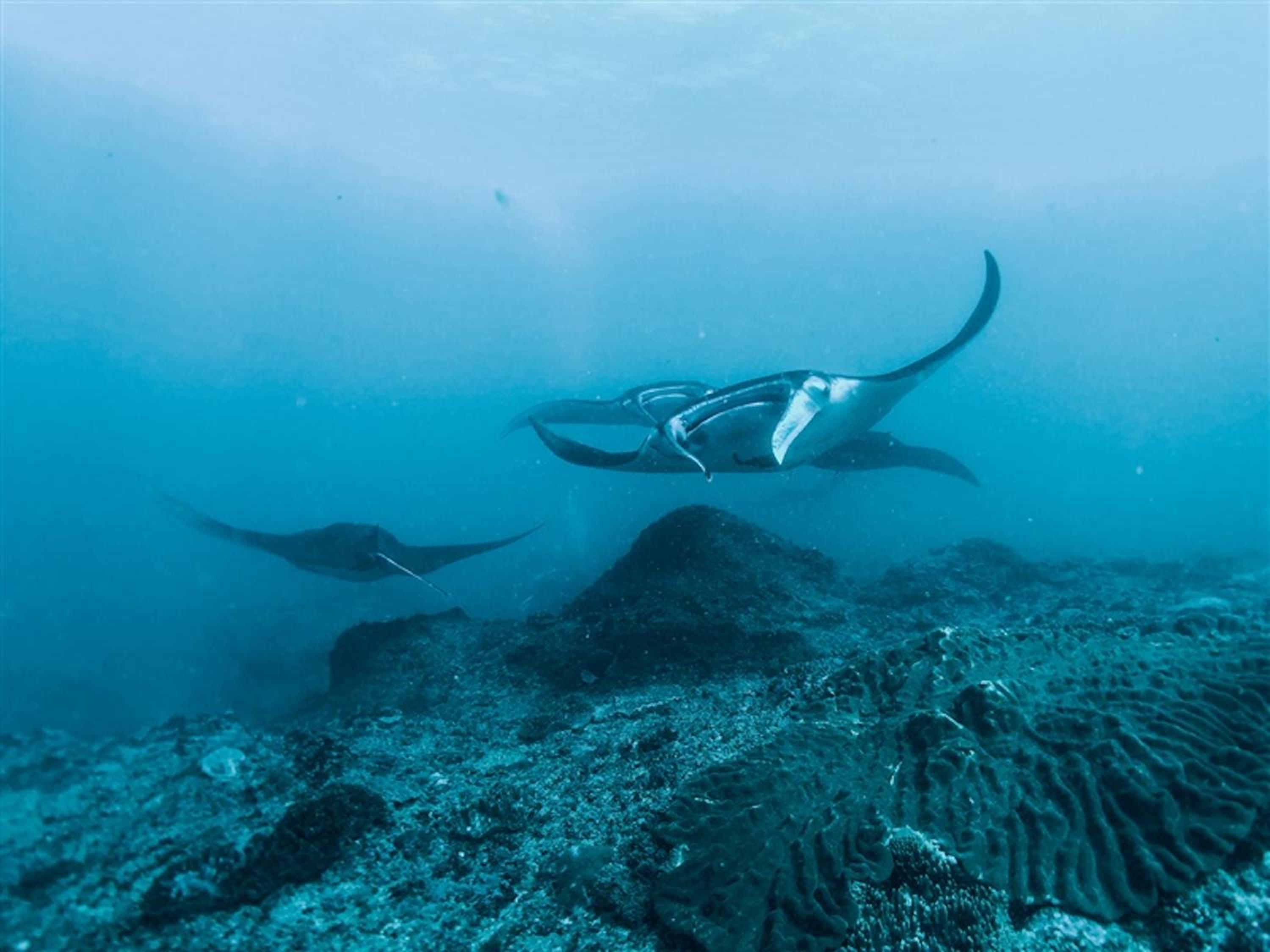 Kainalu Beach House view 5