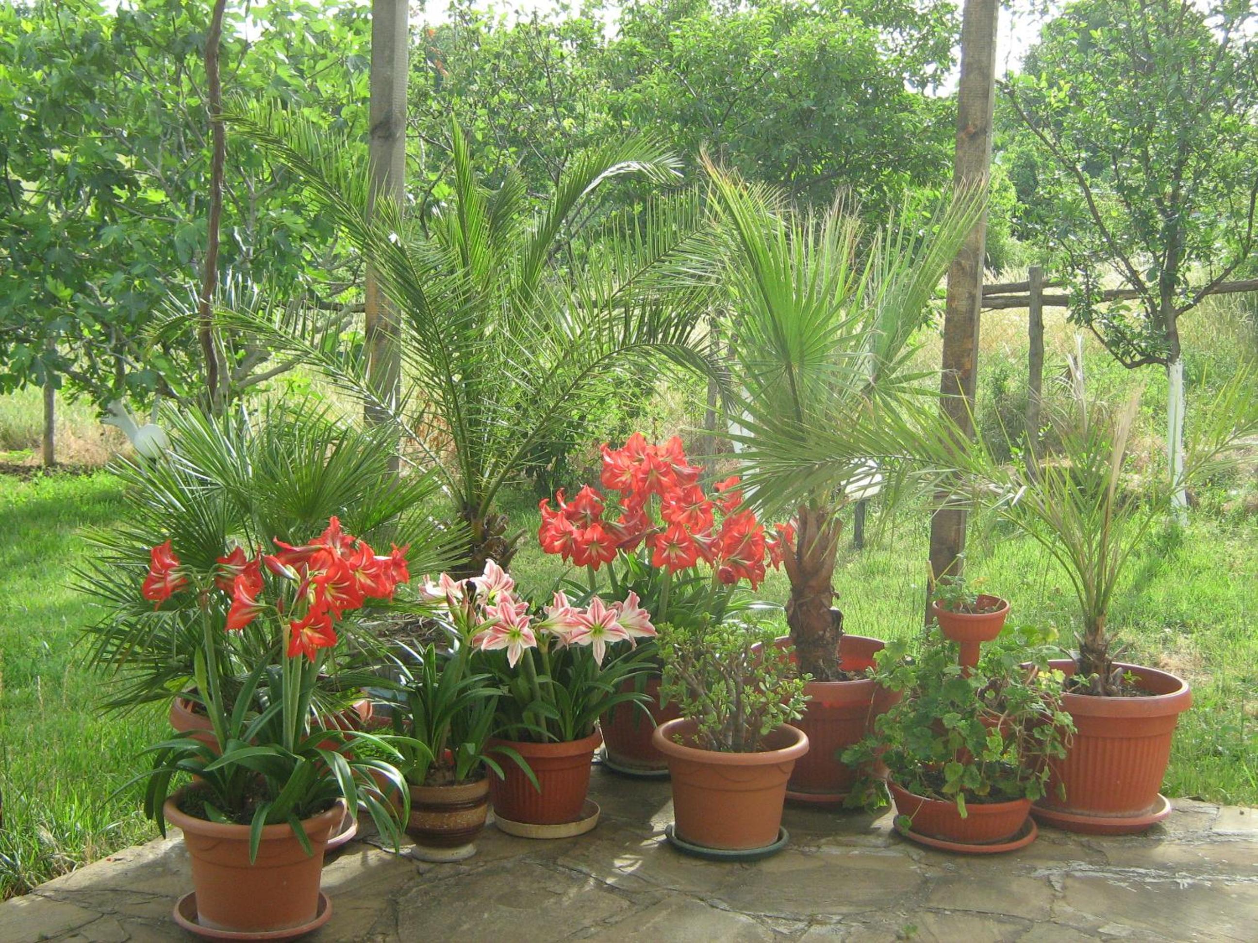 Villa Victoria