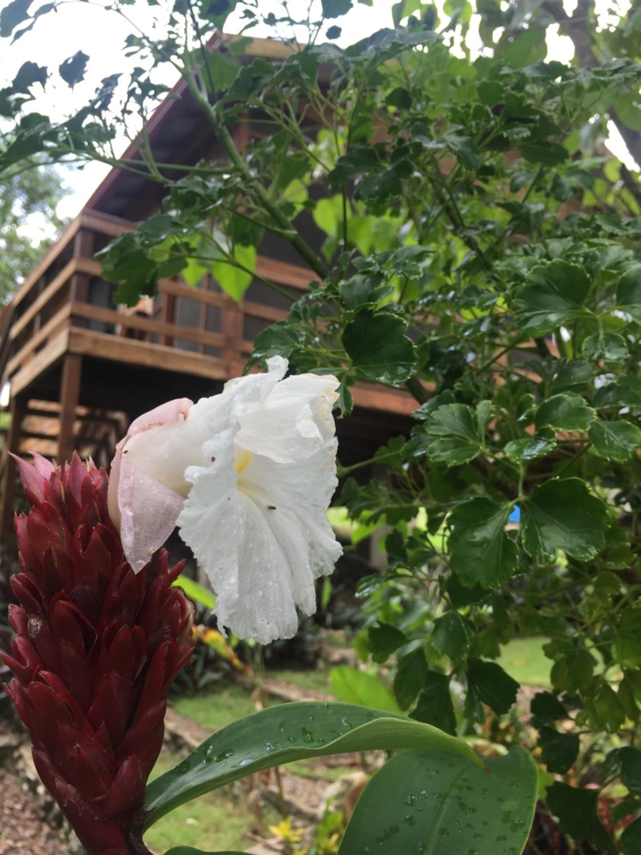 Santa Cruz Cabins