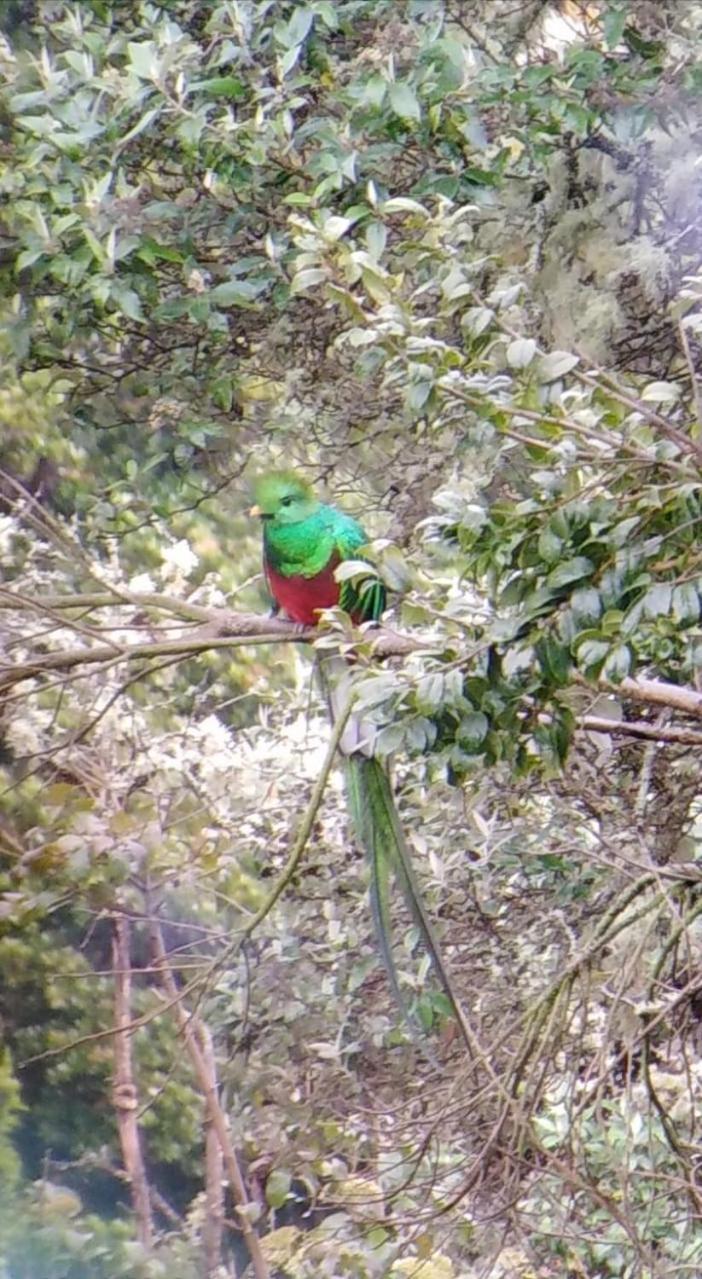 Miriam'S Quetzals lodge