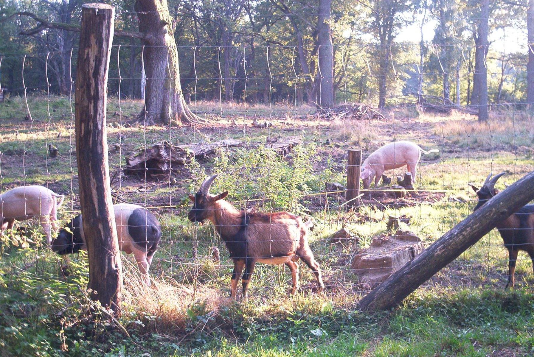 Ferienwohnungen Stricker Harz