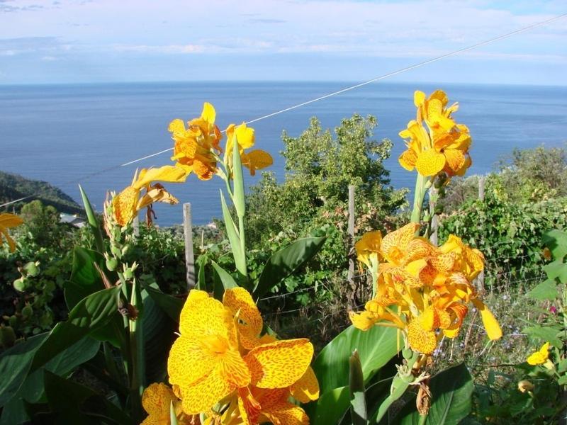 Case vacanza Reggimonti Cinque Terre view 3