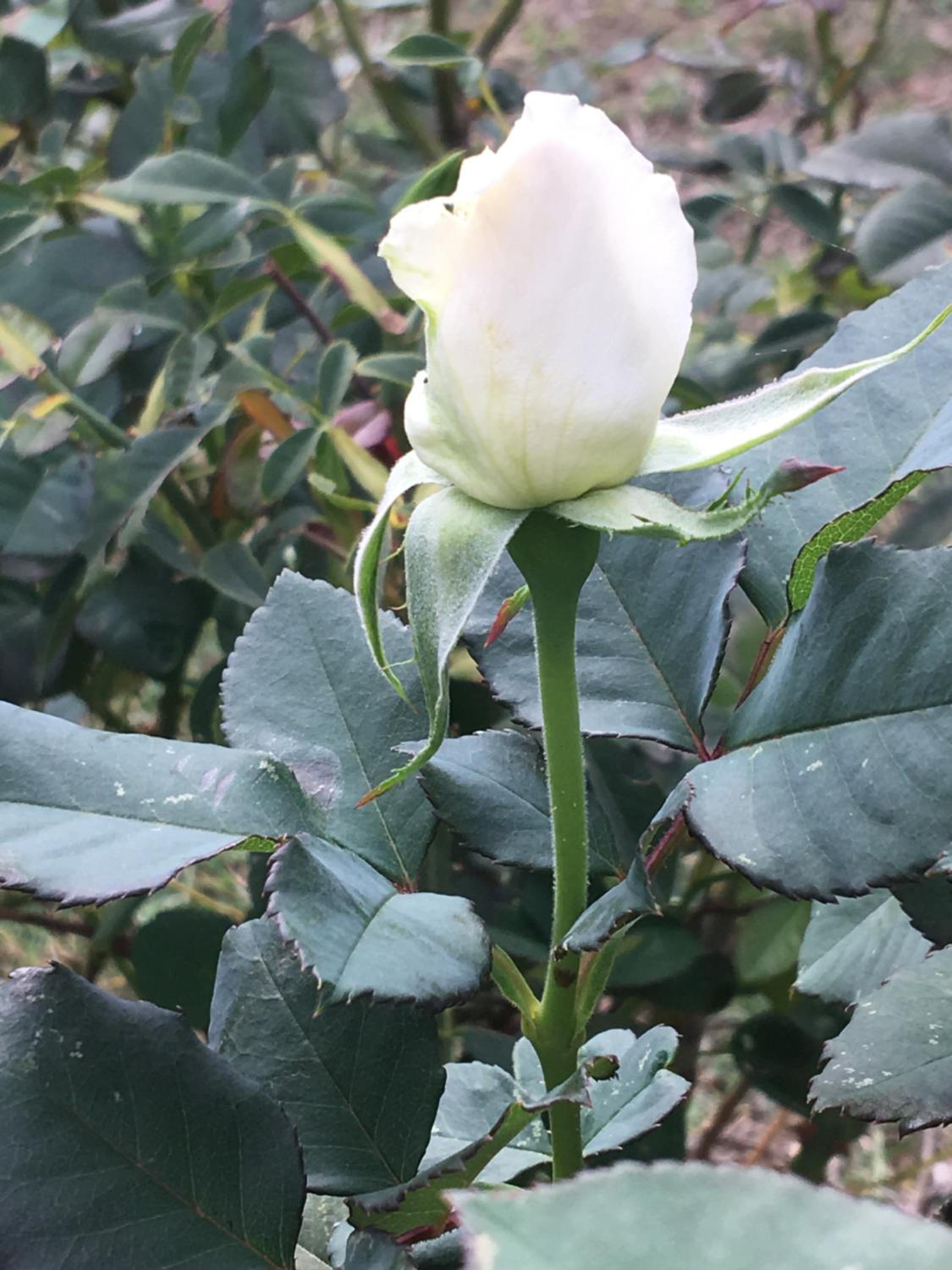 Le Ghiande
