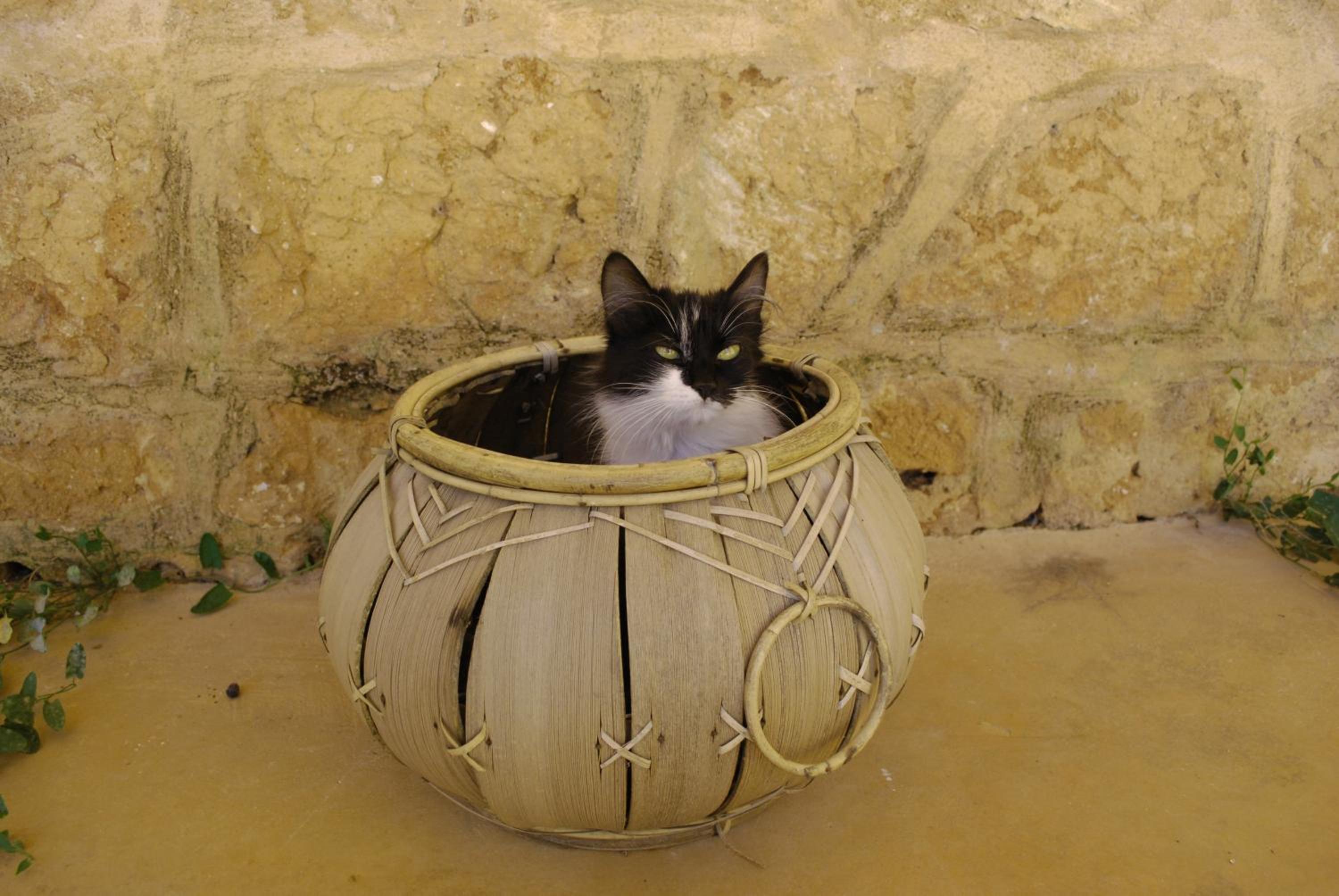 Masseria Galatea Agriturismo