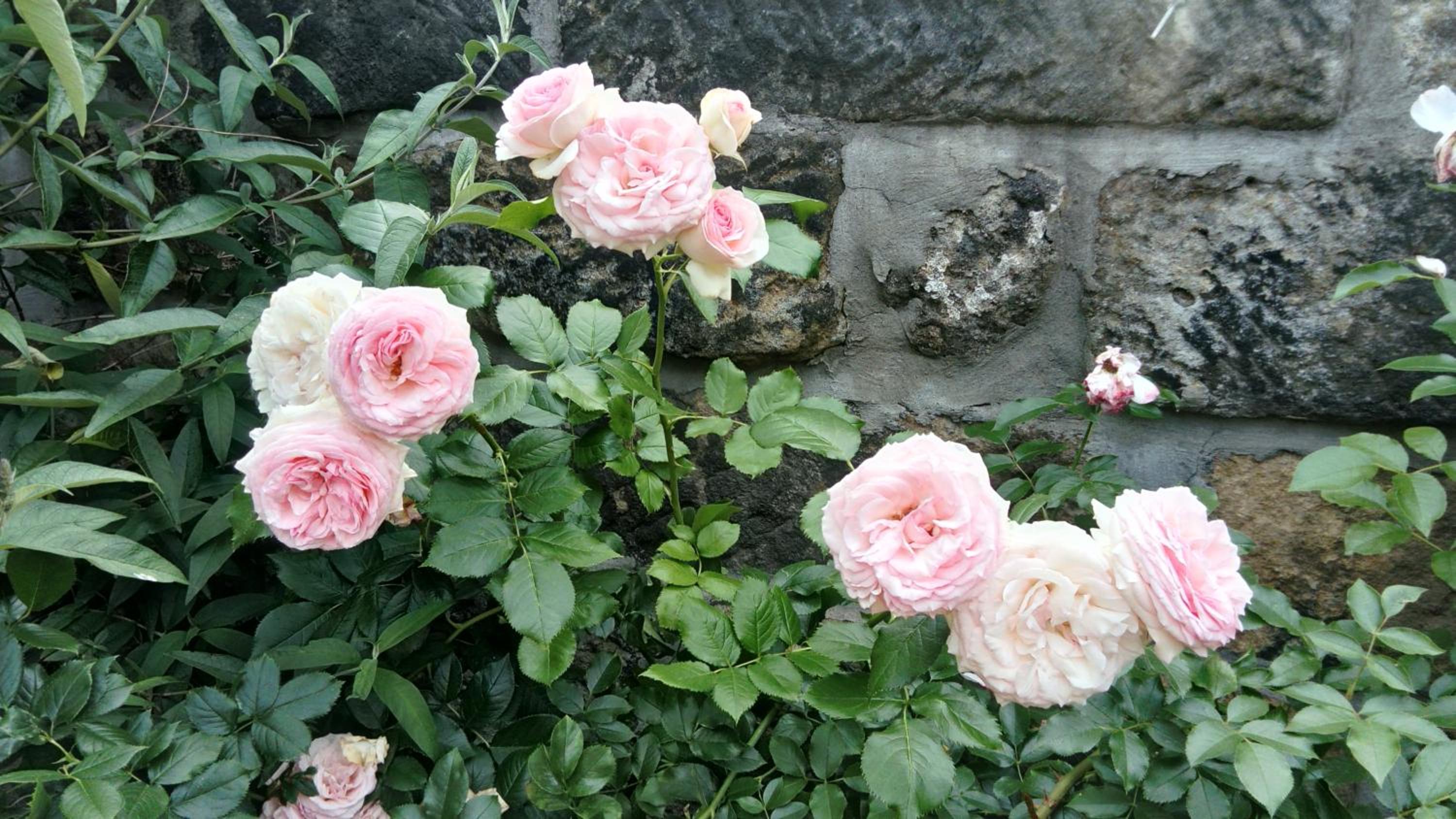 Photo 36