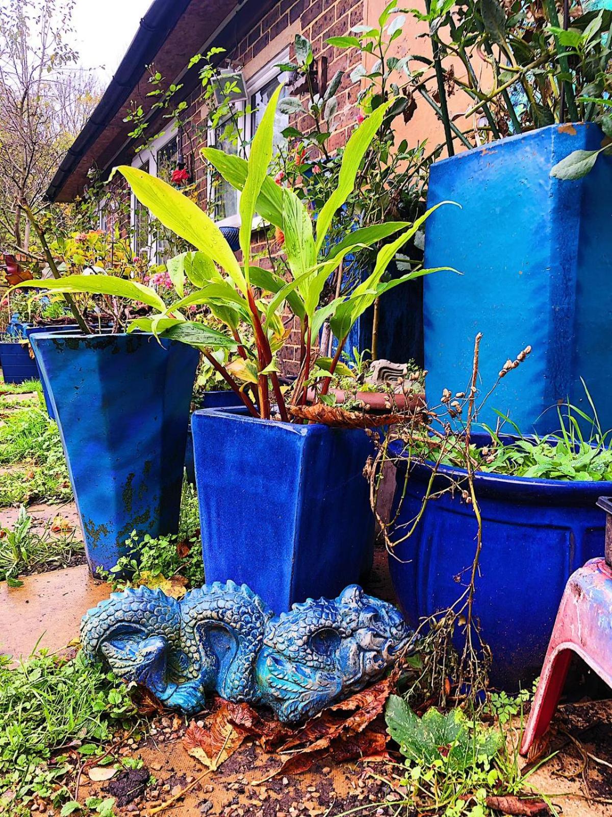 garden