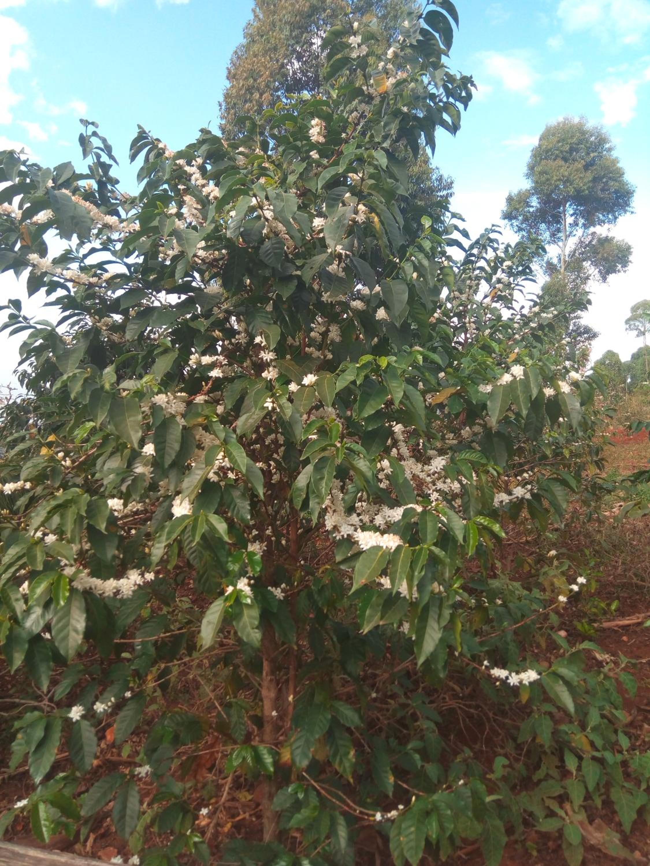 Sipi Coffee Lodge view 2