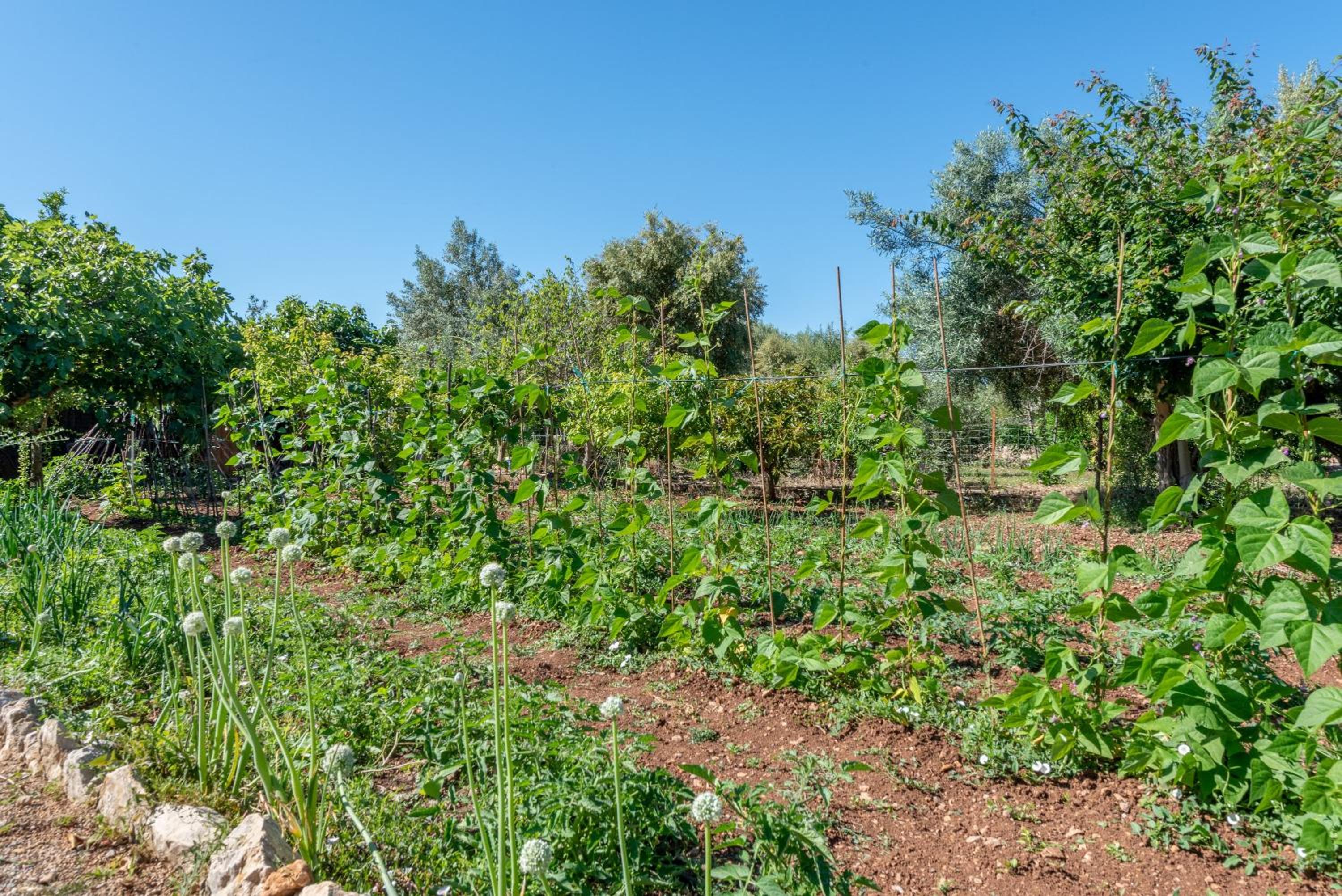 La Sorteta De Cuxach photo 4