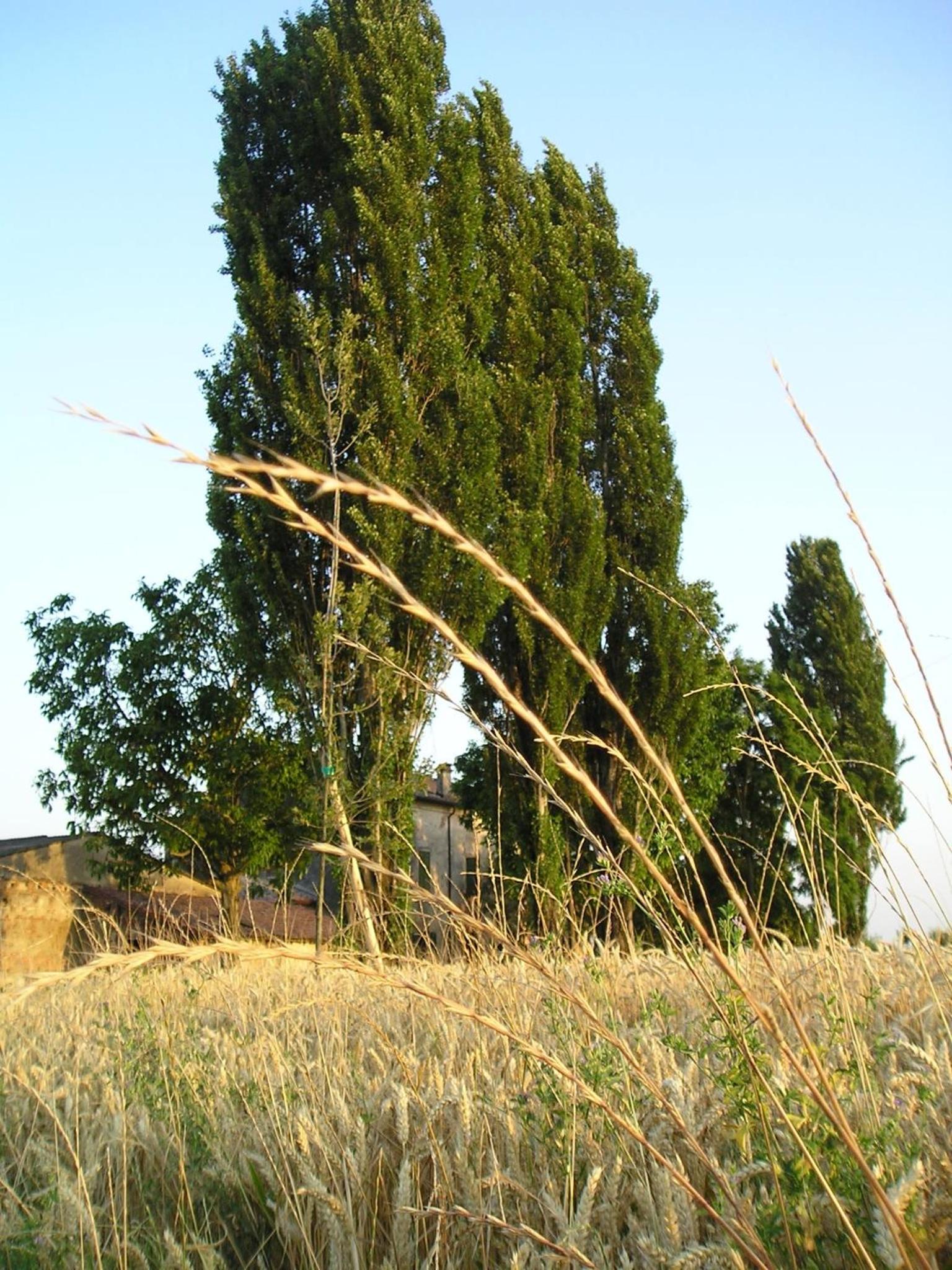 Photo 38