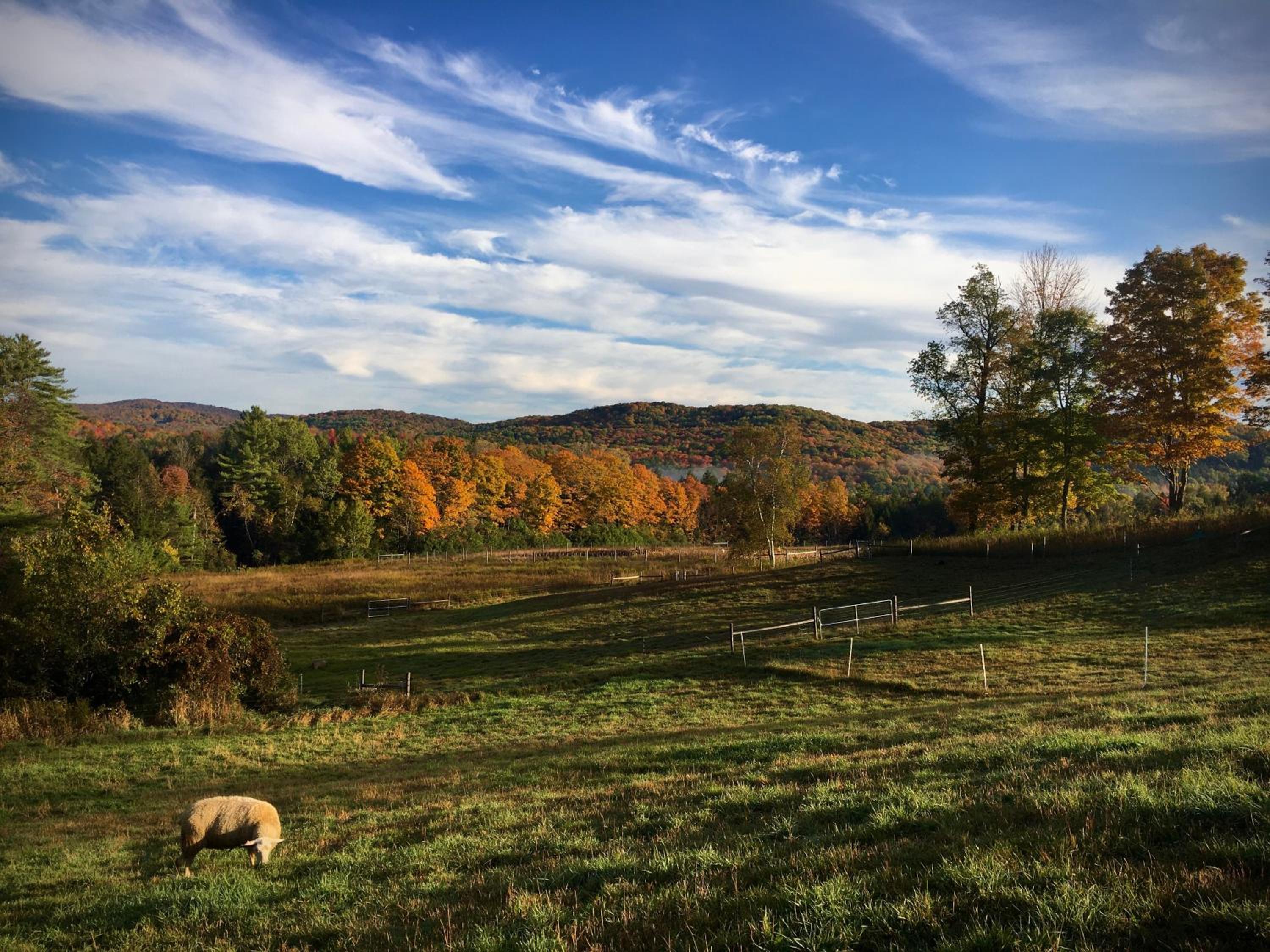 Fat Sheep Farm & Cabins view 3
