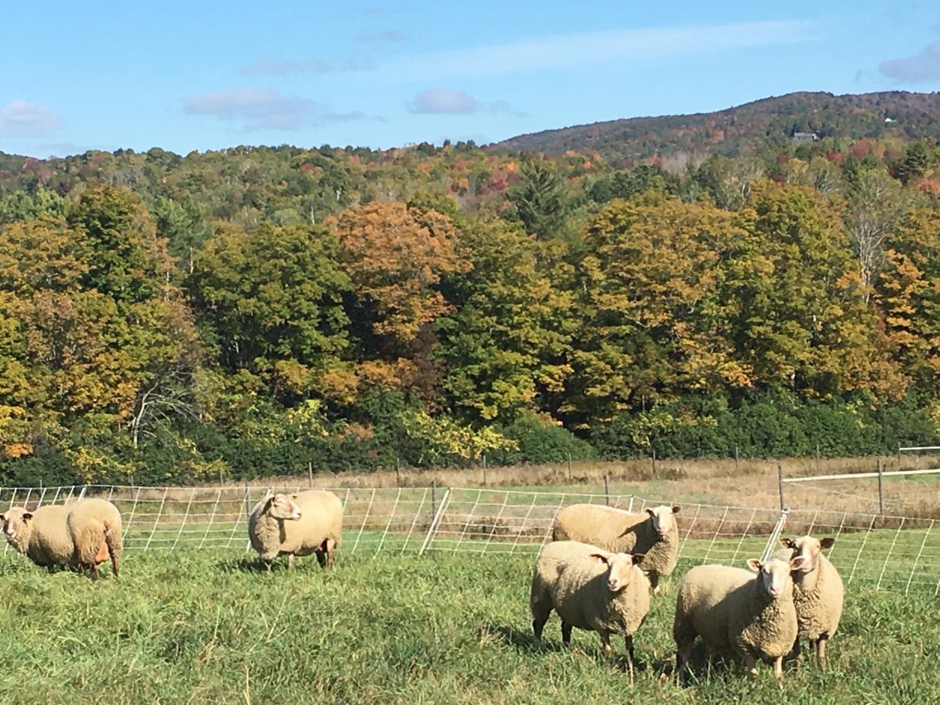 Fat Sheep Farm & Cabins view 4