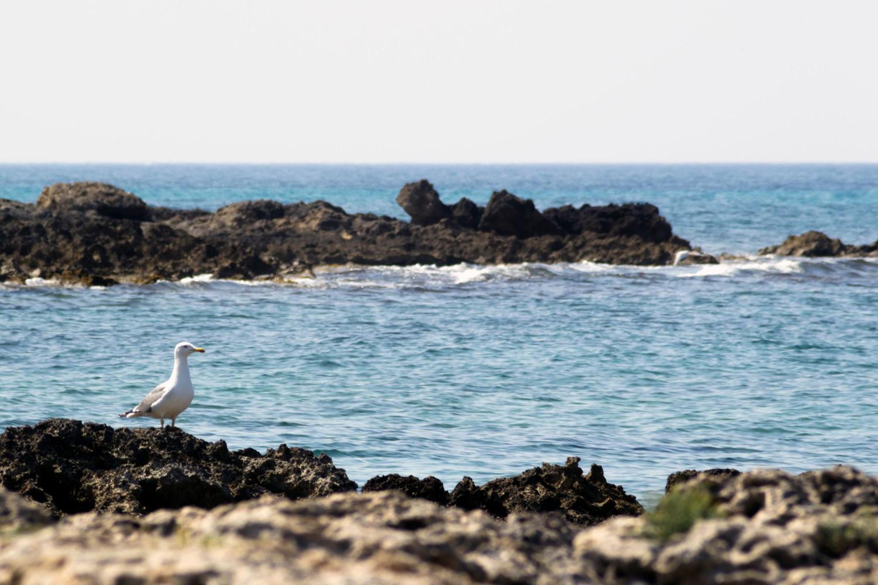Villa Aleardi Vacanze in Salento