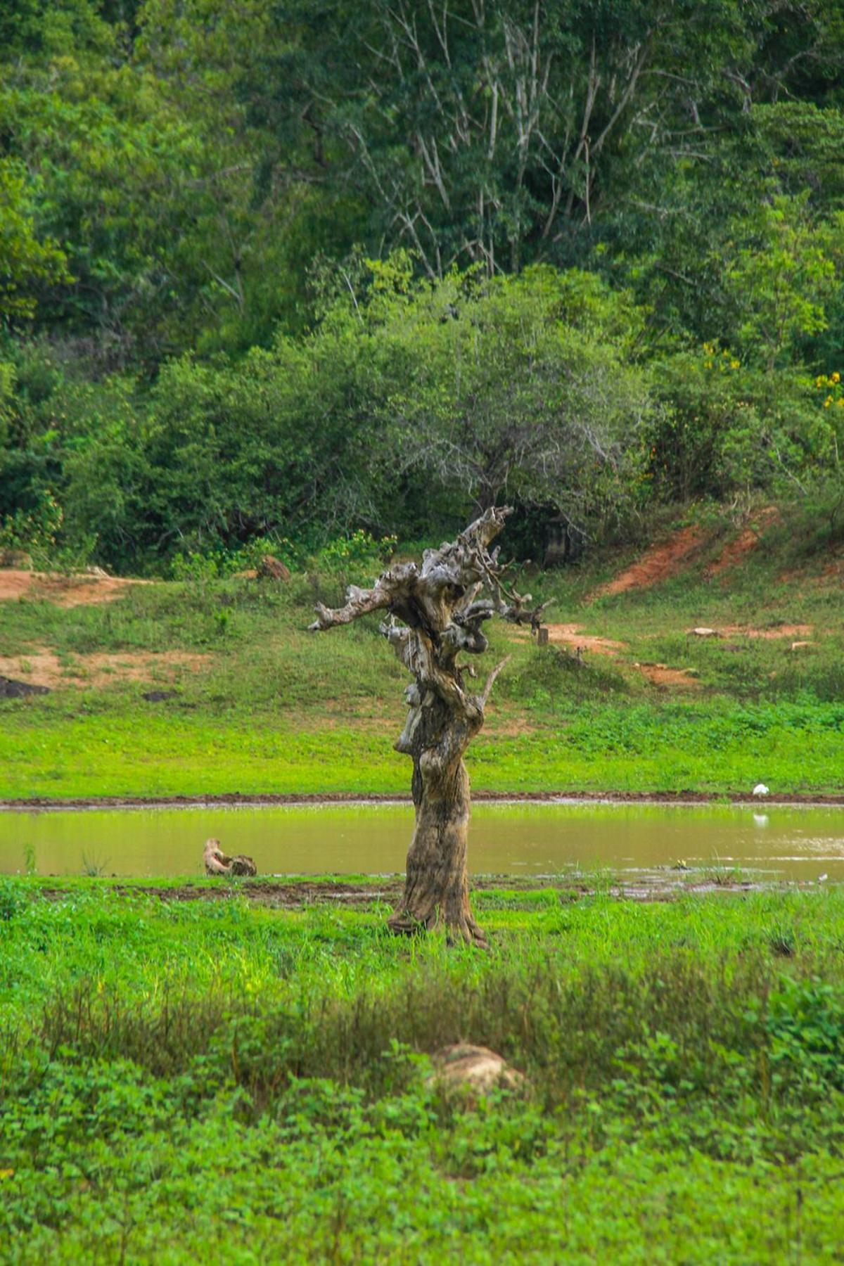 Yala Way Hide Resort