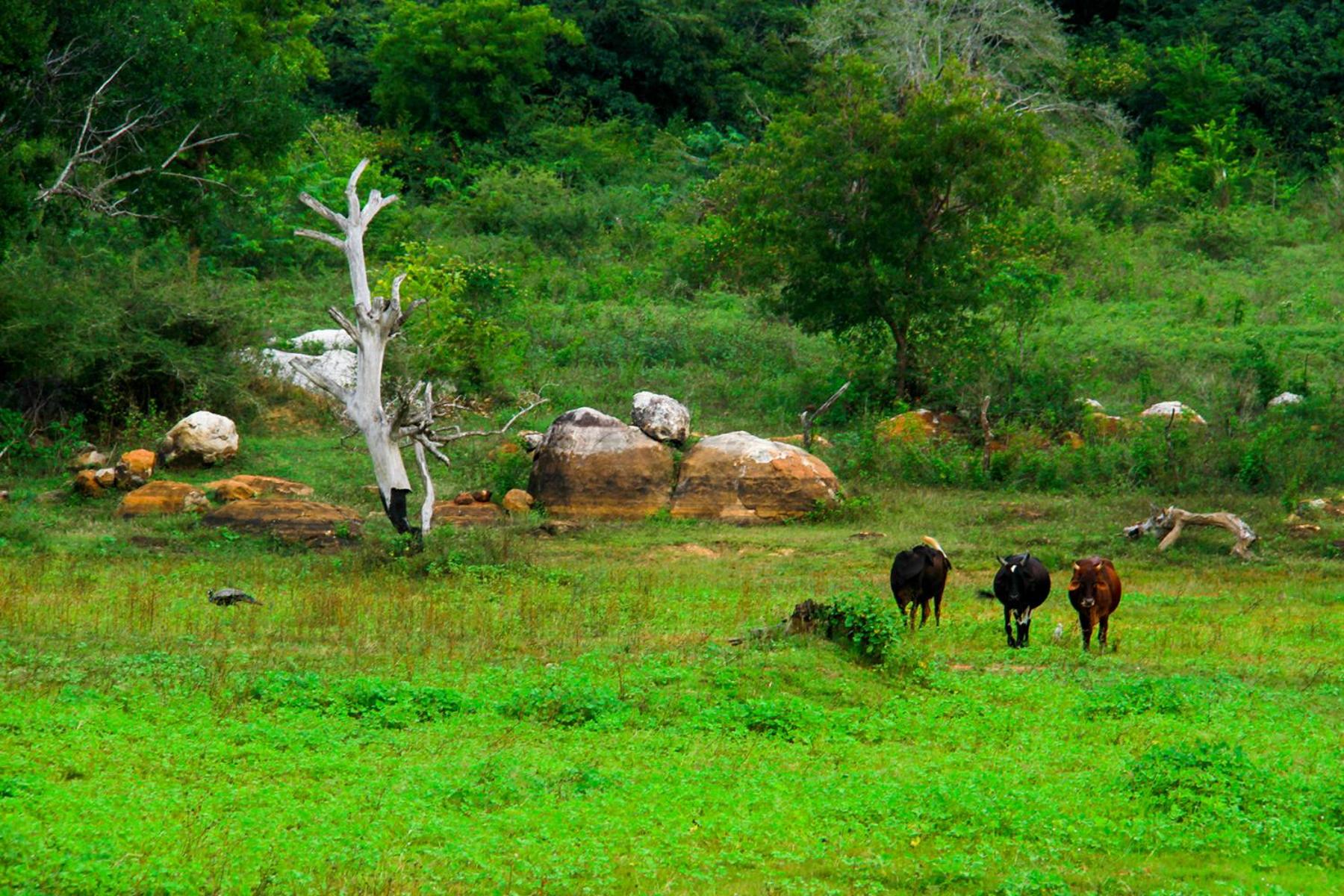 Yala Way Hide Resort