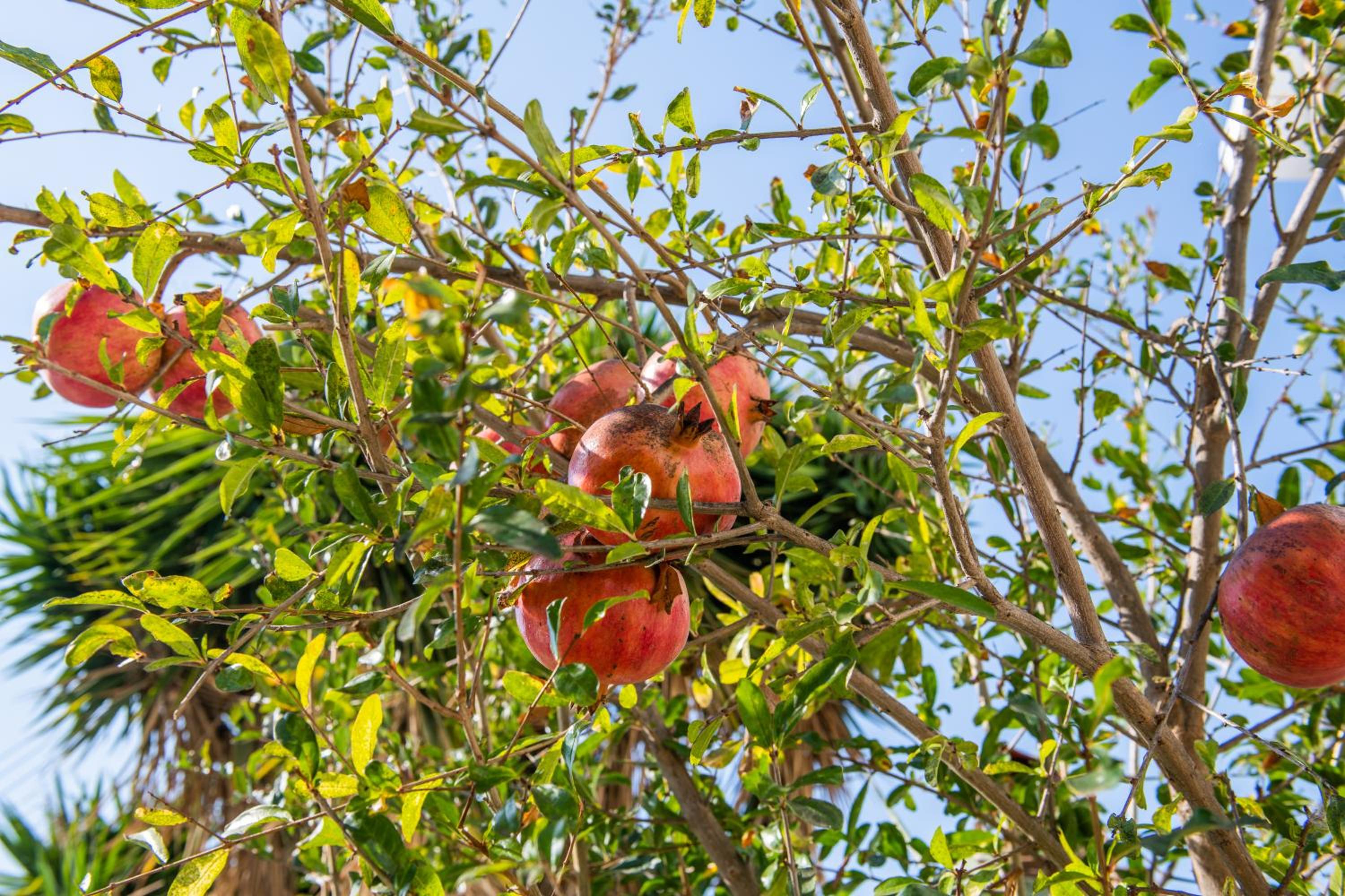 Julipapas Gardens