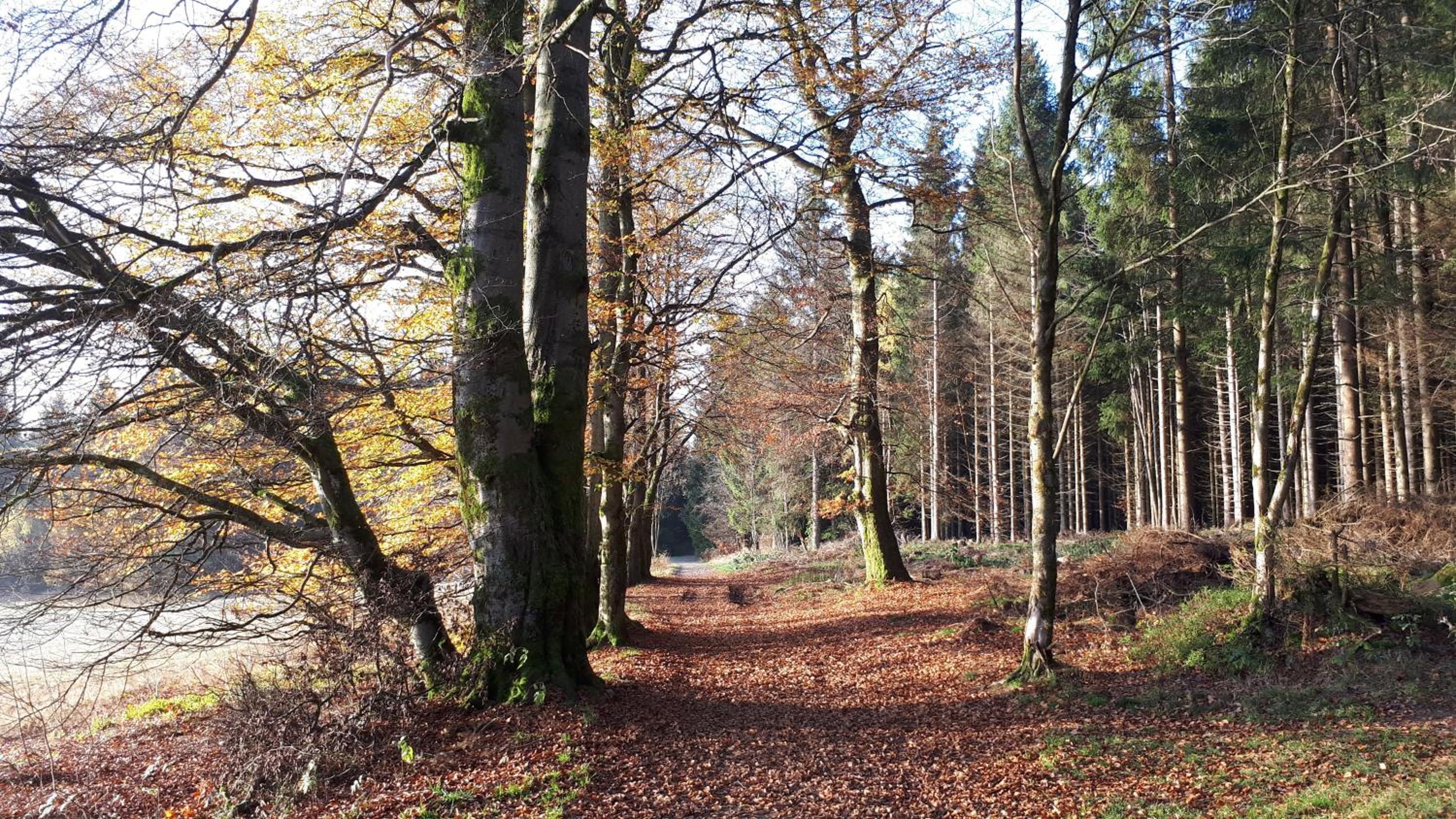 Harz Blick
