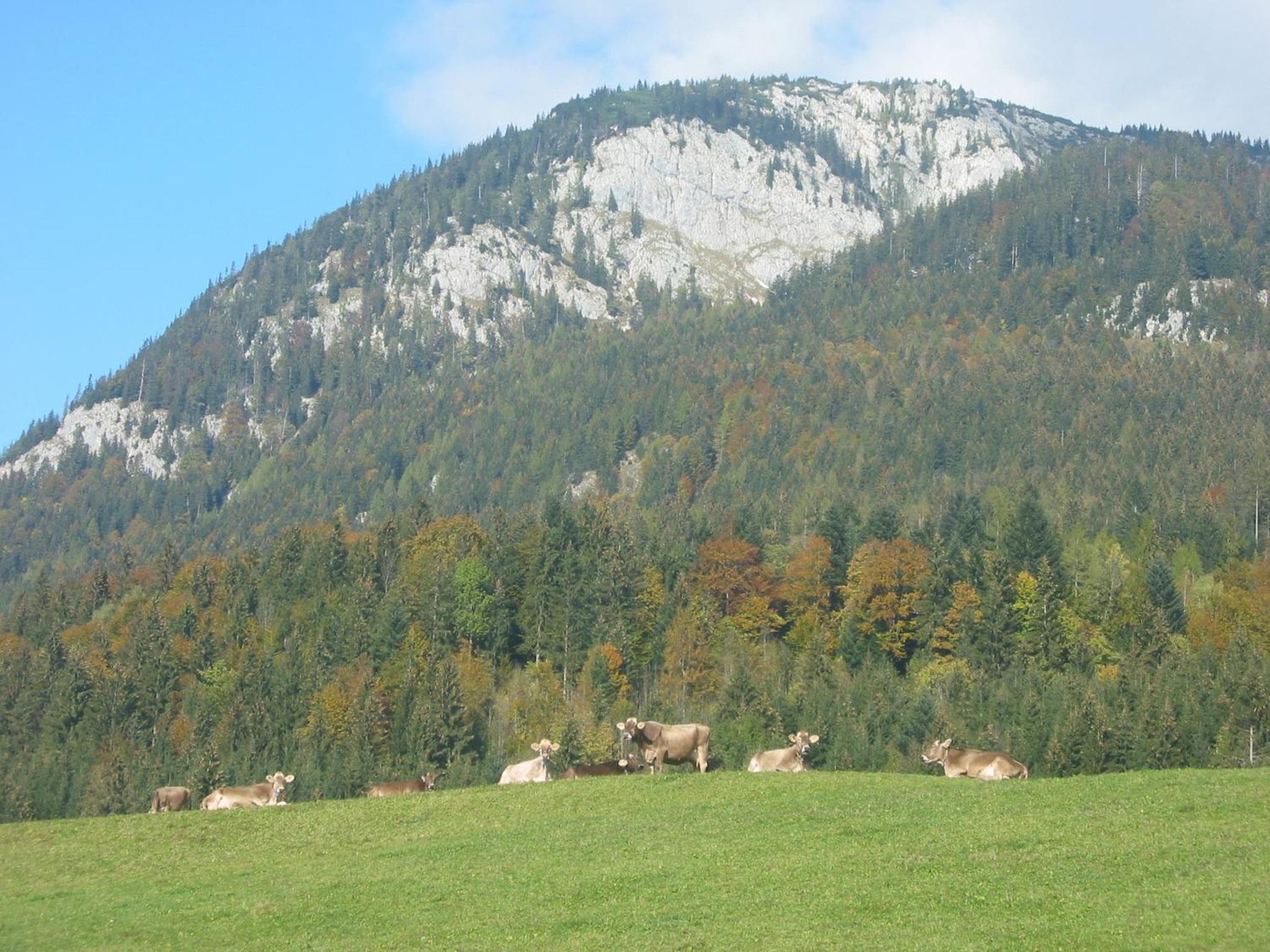 Bauernhof Haim-Schnepfleitner