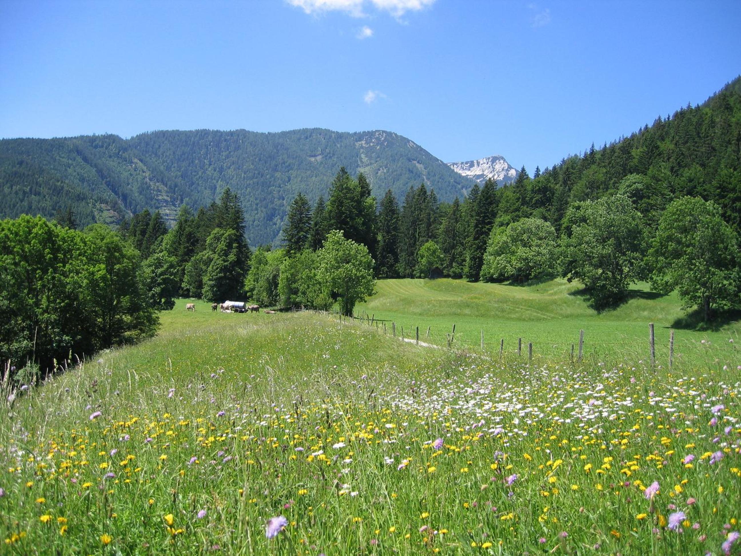 Bauernhof Haim-Schnepfleitner