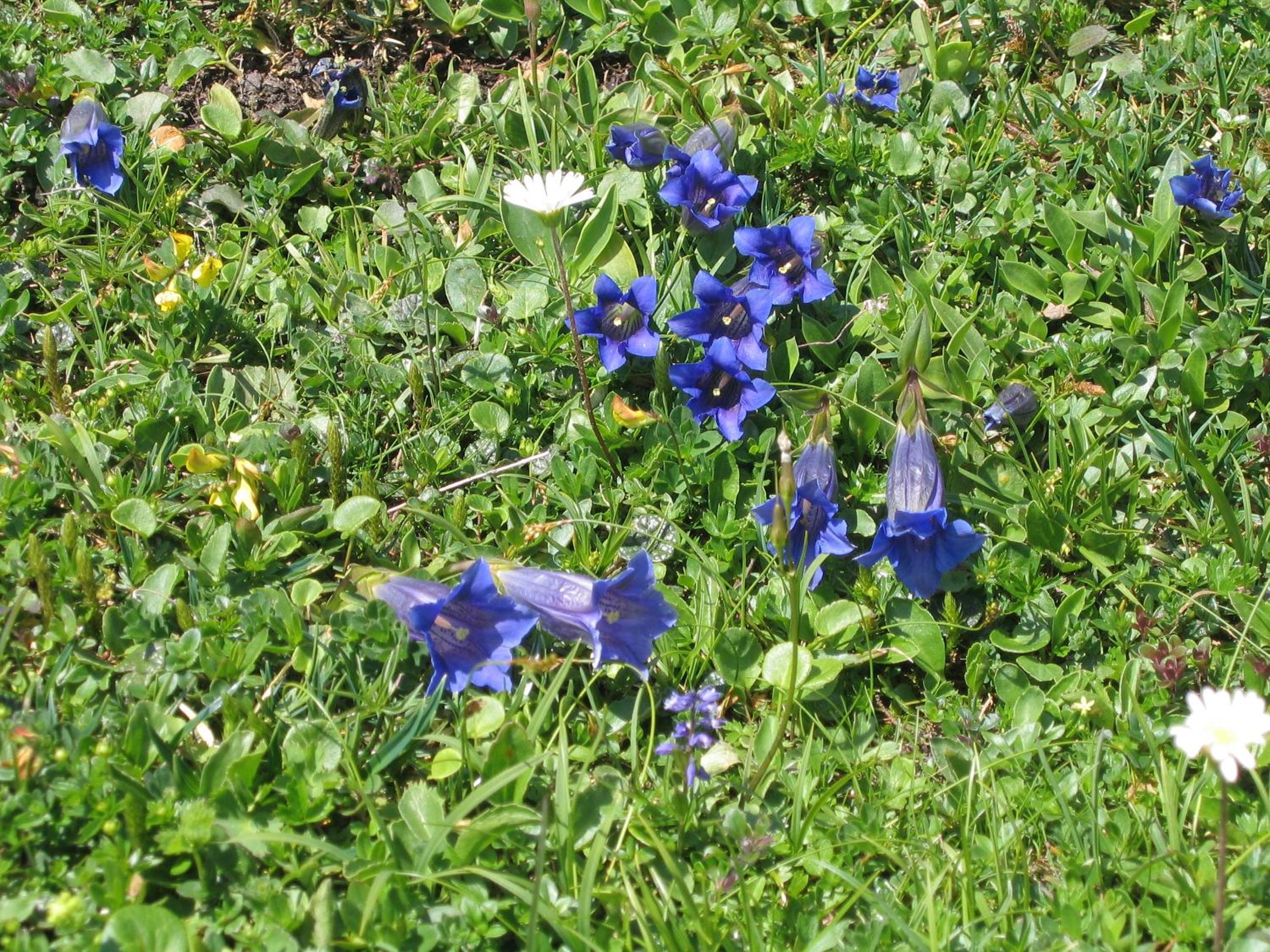 Bauernhof Haim-Schnepfleitner