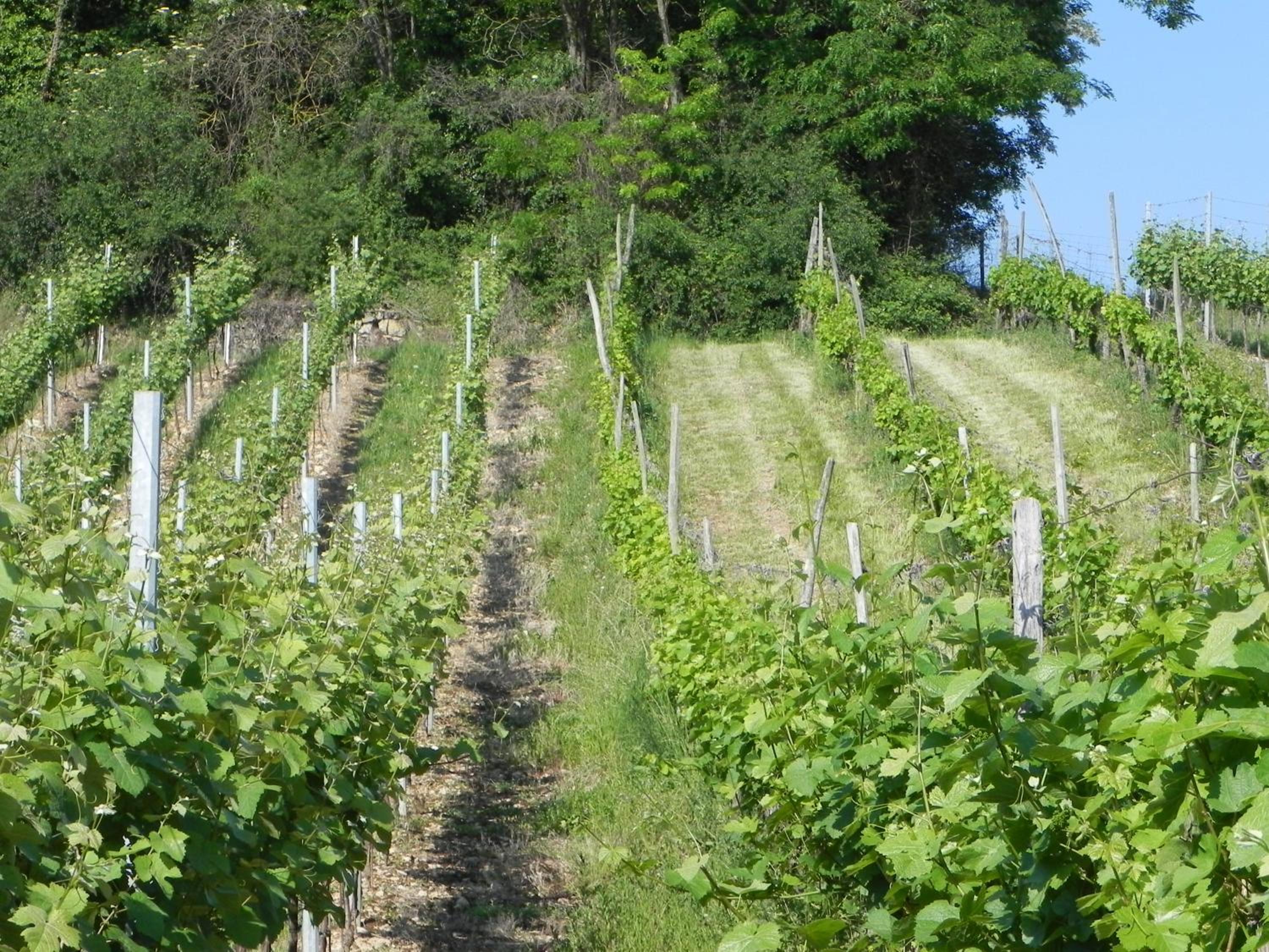 Nid de cigognes view 5