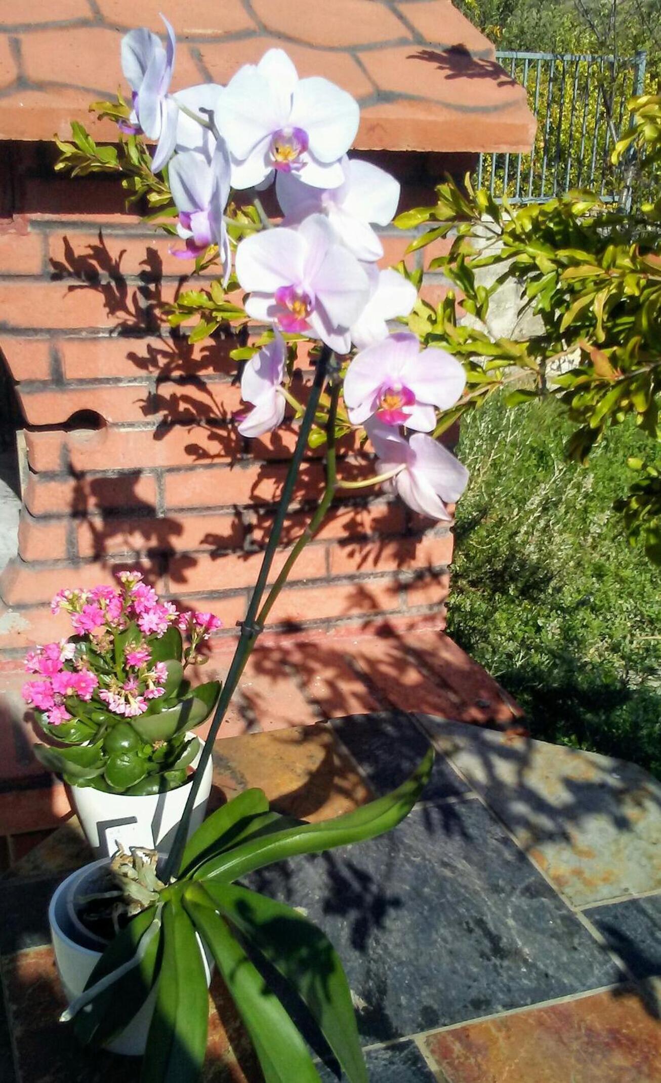 Apartments Mila & Miro photo 2