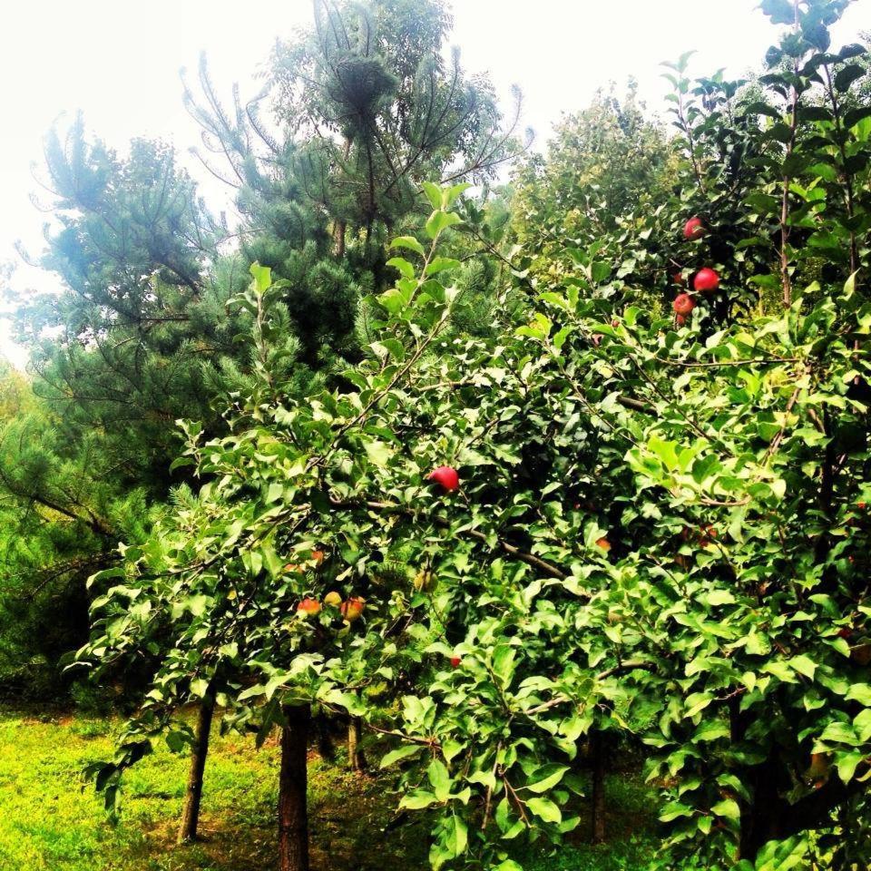 Photo 42