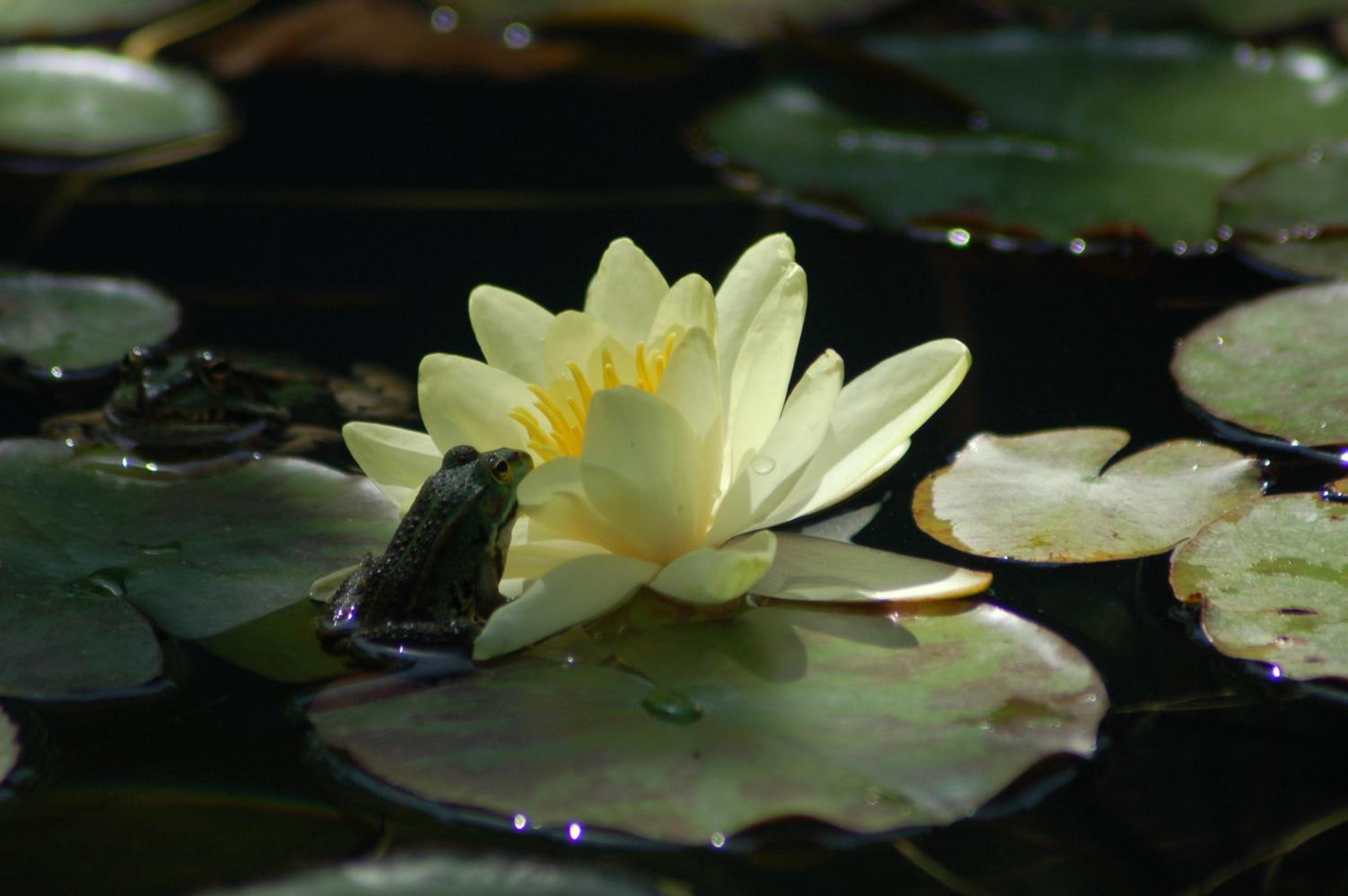 Photo 40