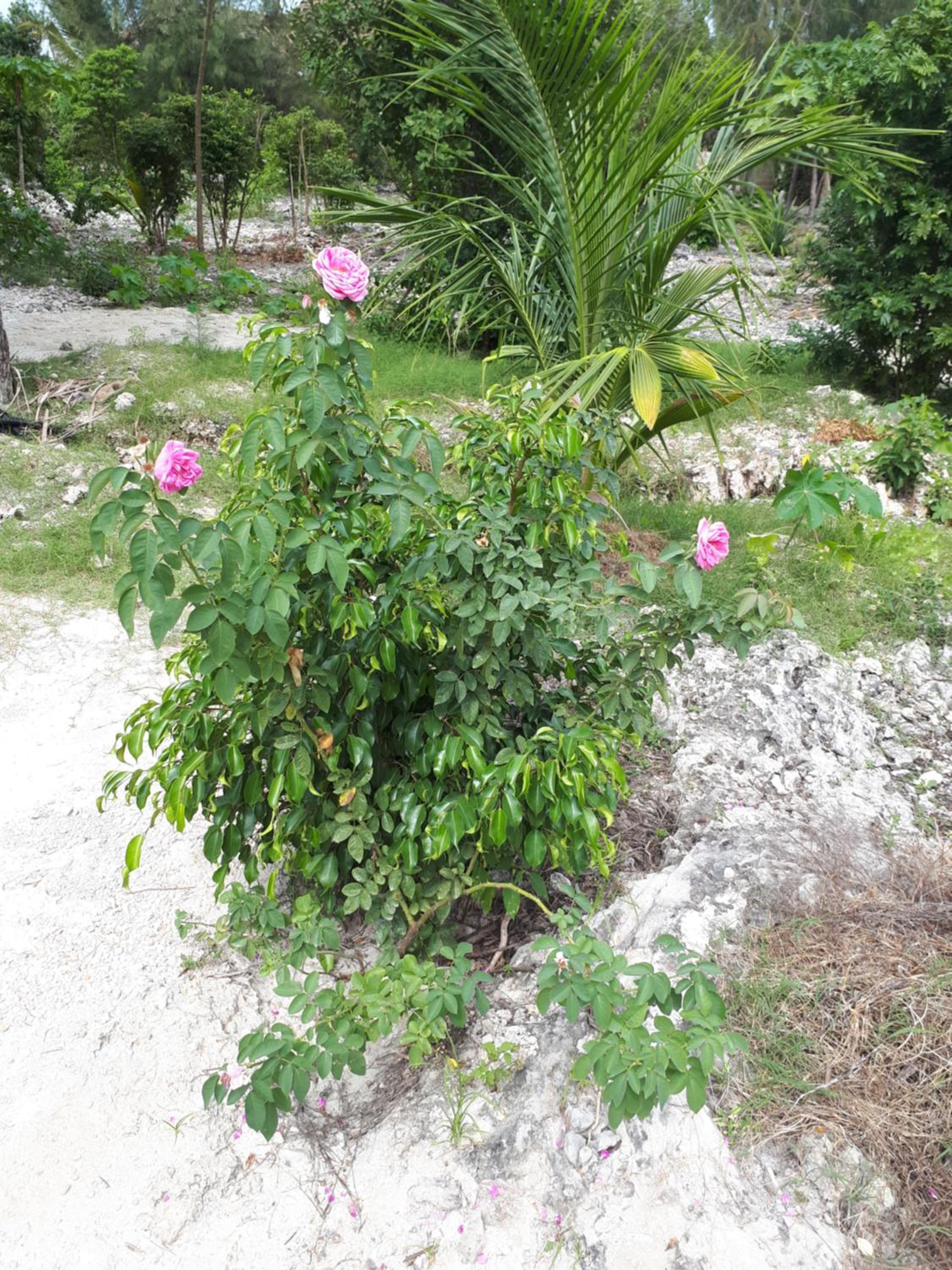 Photo 29