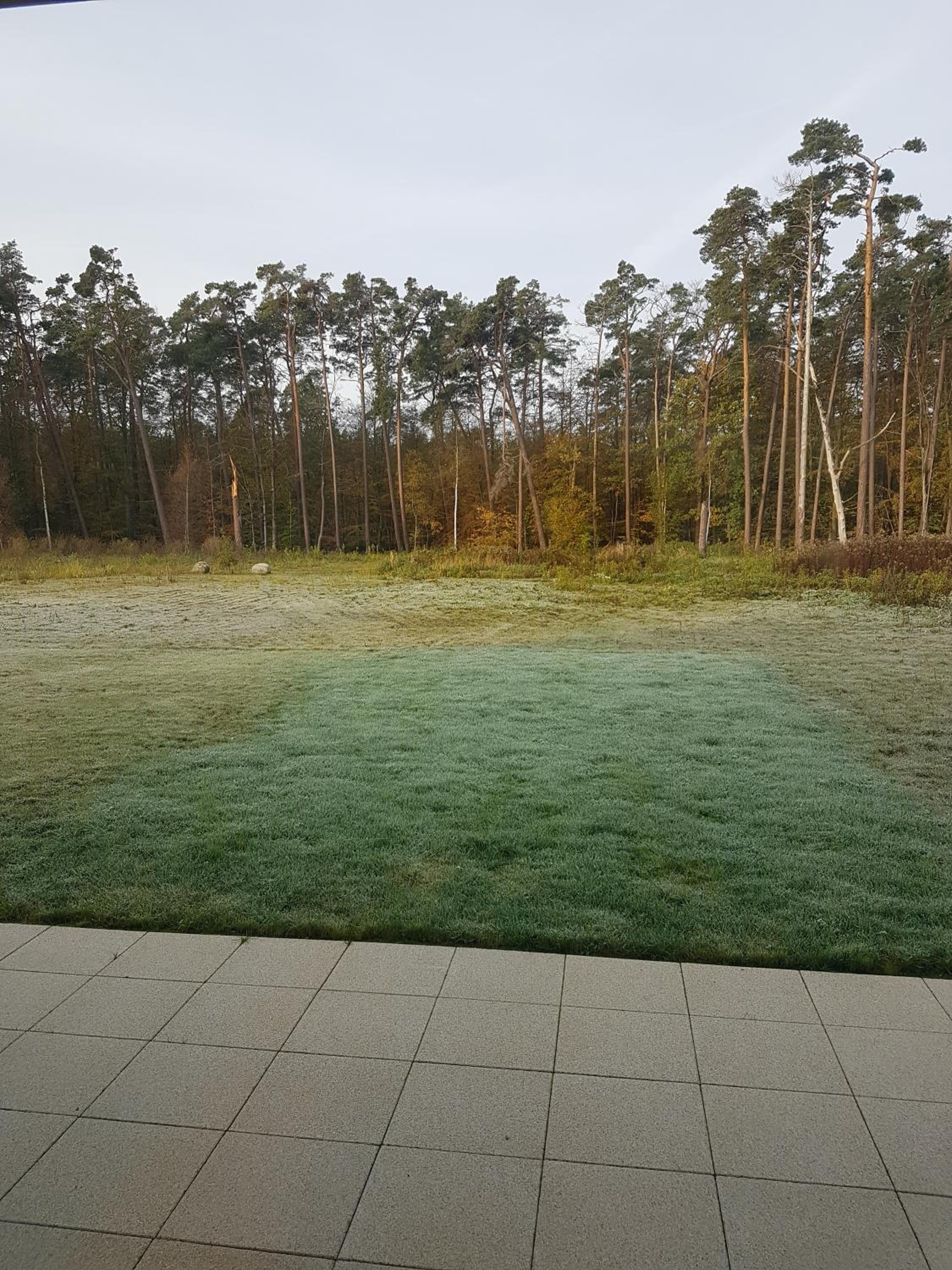 Sonnenstrahl im Küstenwald