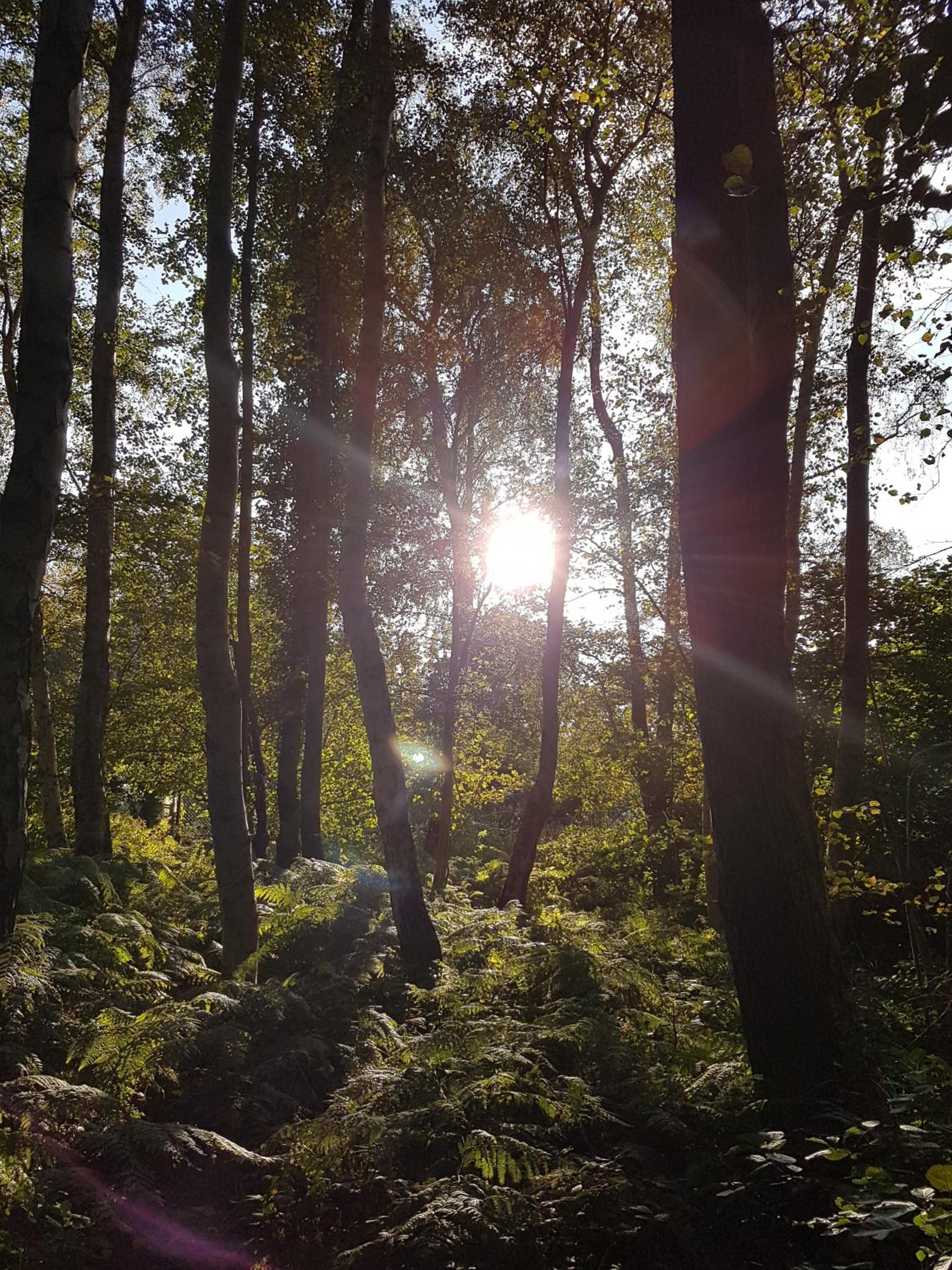 Sonnenstrahl im Küstenwald