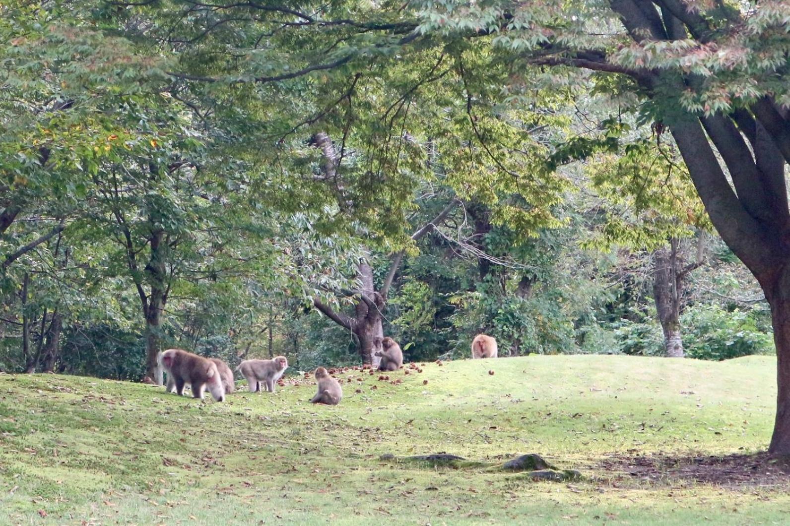 Bunanoyado Koase