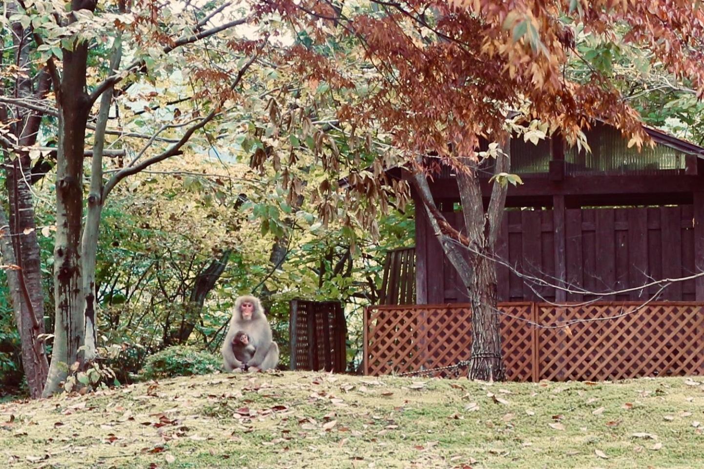 Bunanoyado Koase