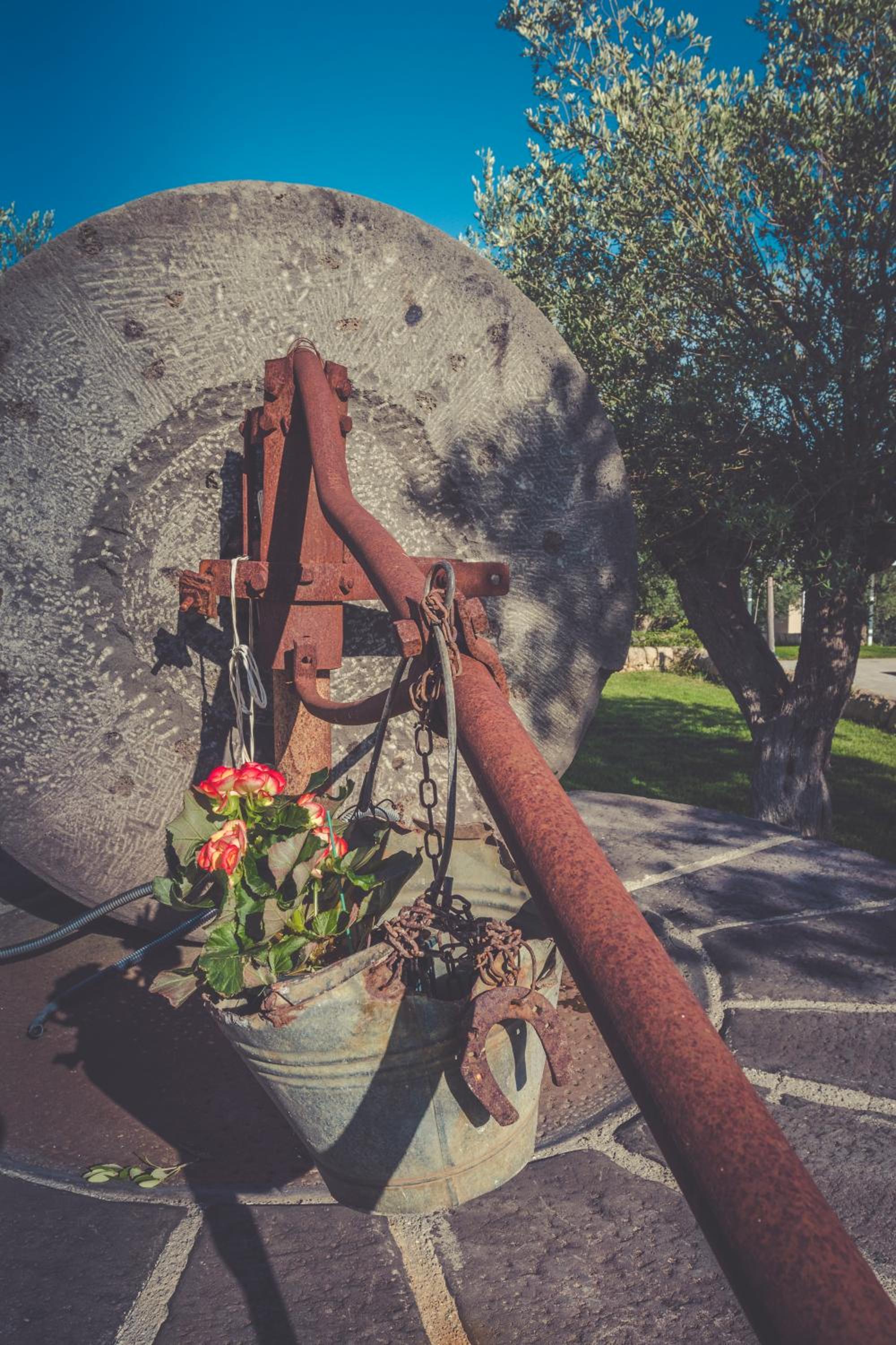 La Mela Di Venere