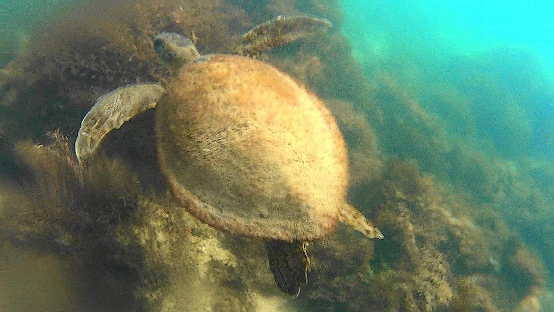 Photo 45