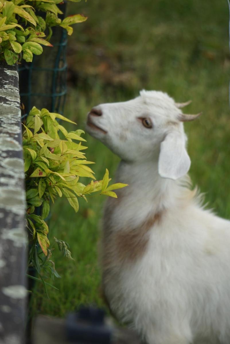 Photo 44