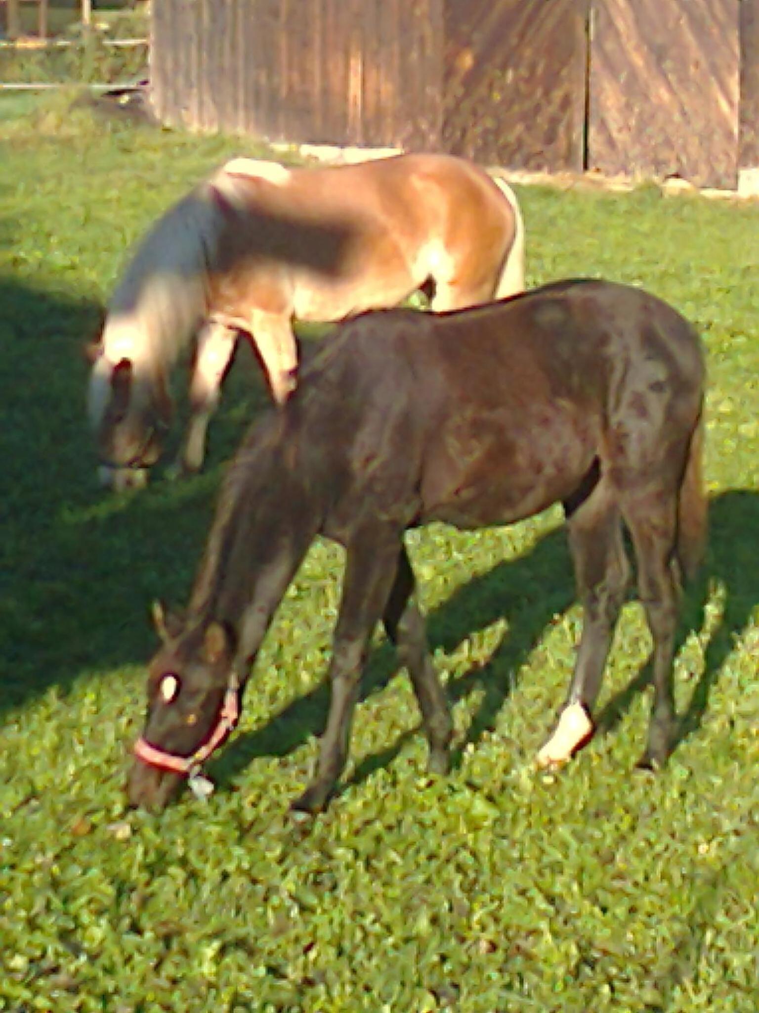 Binderhof