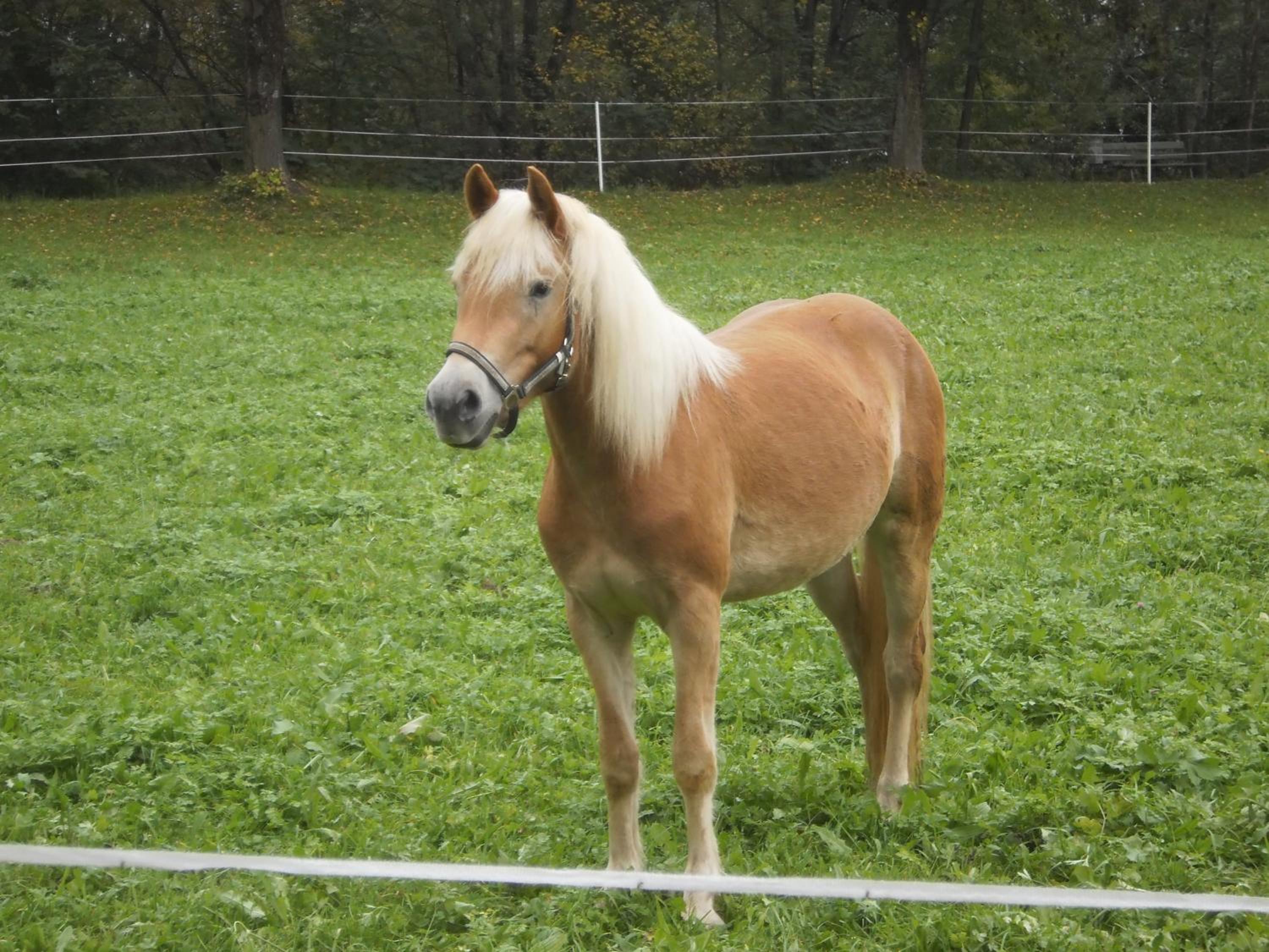 Binderhof