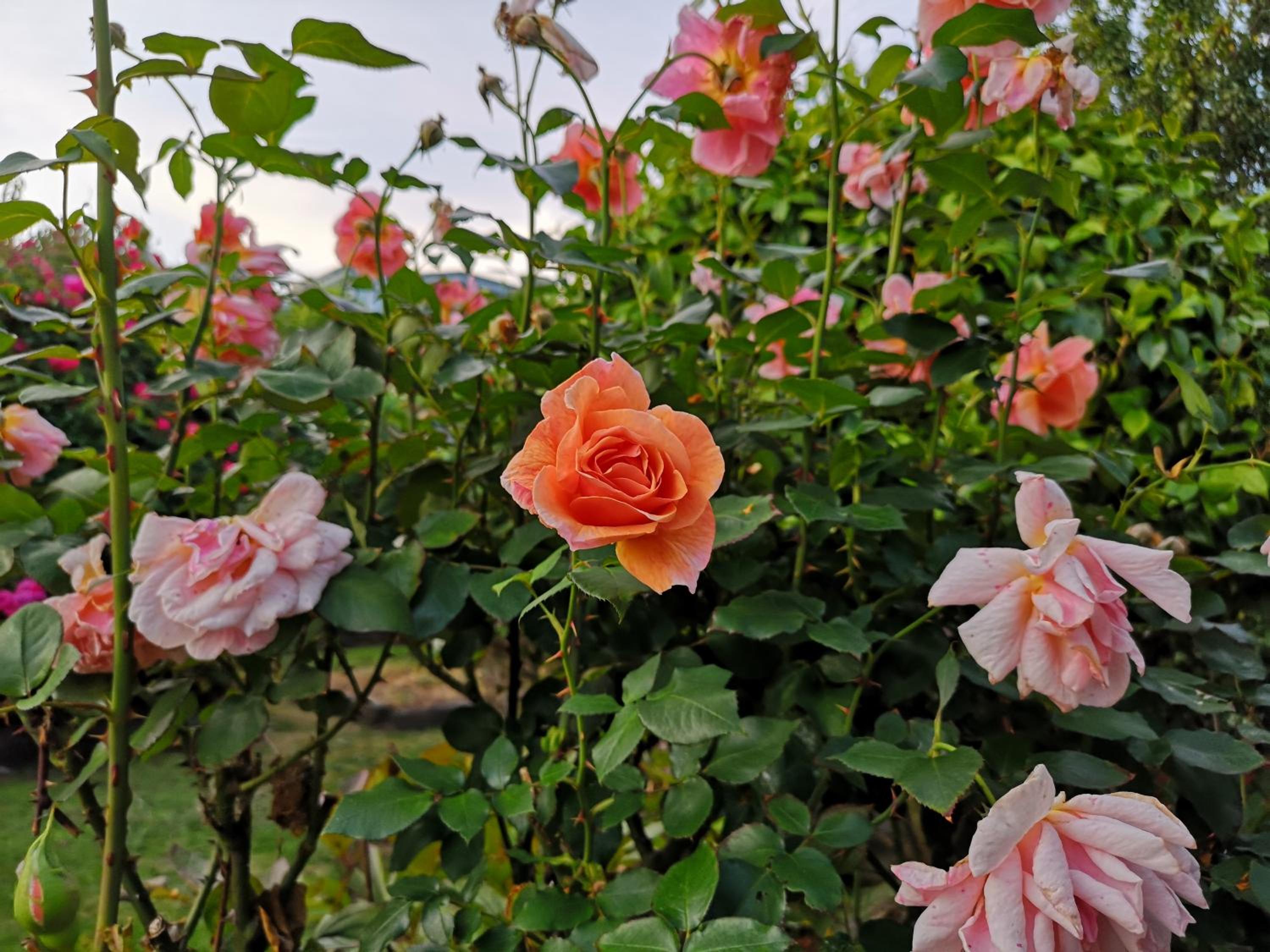 Photo 44