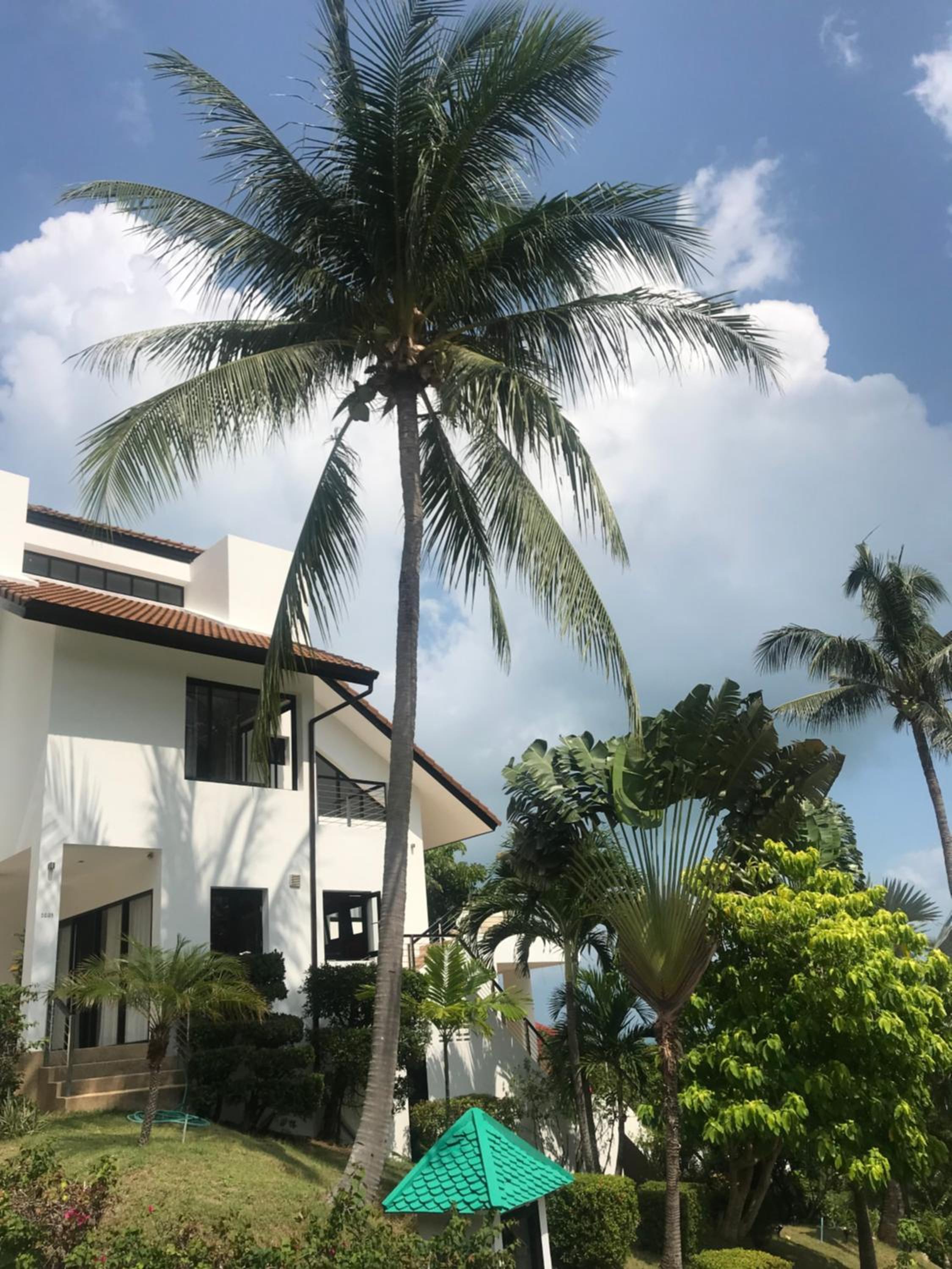 Wild Palms view 3