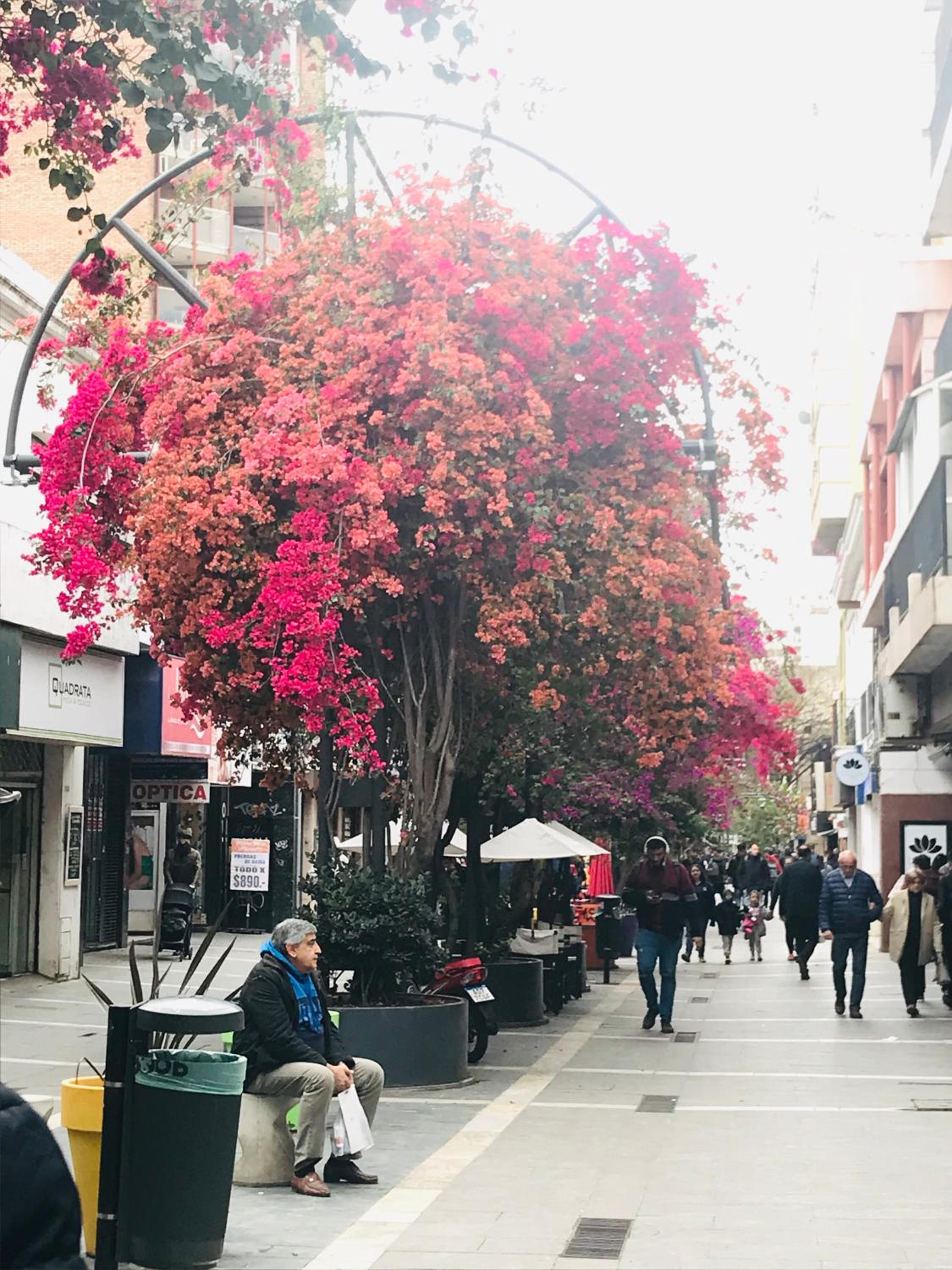 Santa Rosa