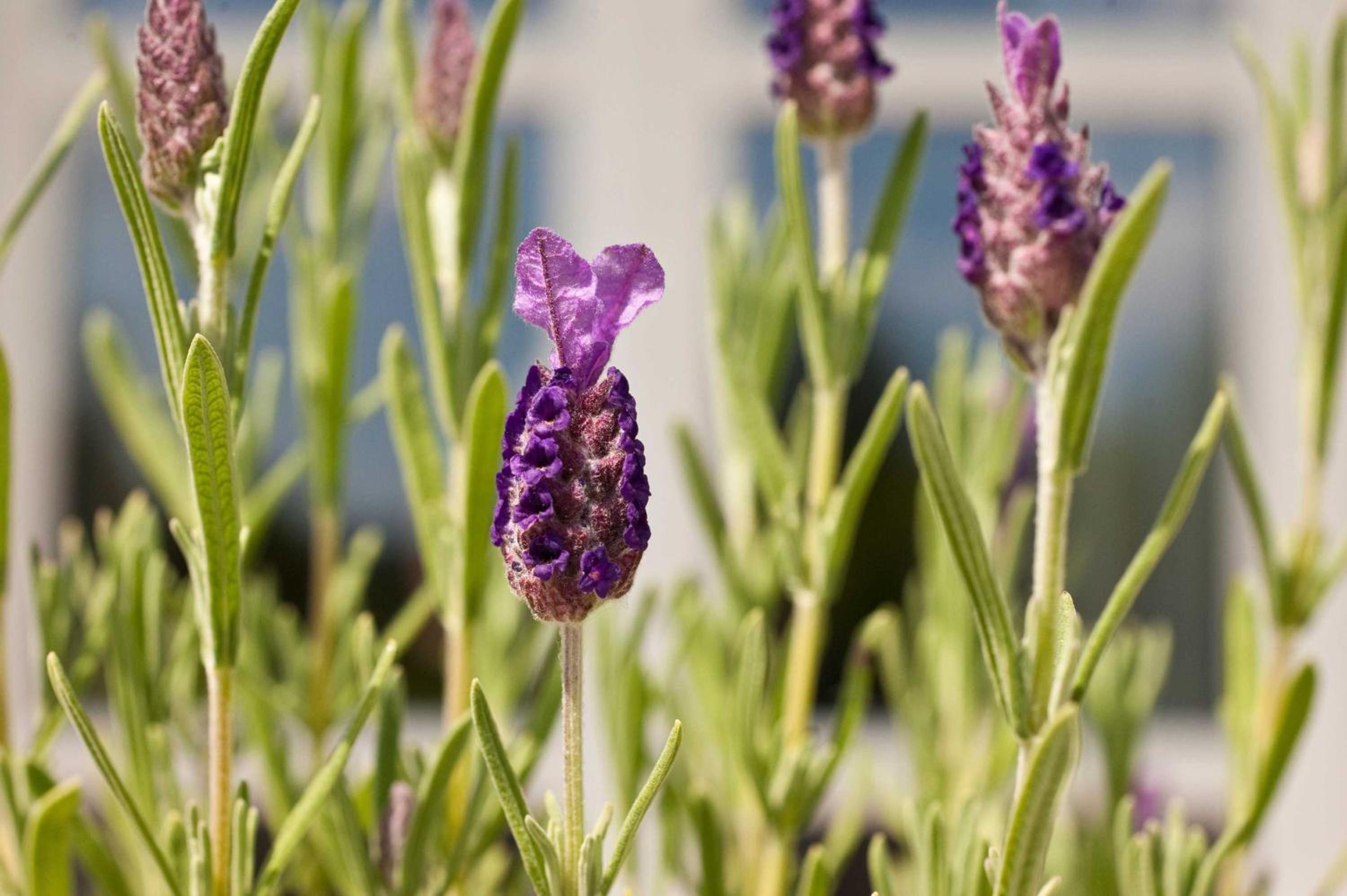 _GUTSHOFHAeUSER_ Pendorf