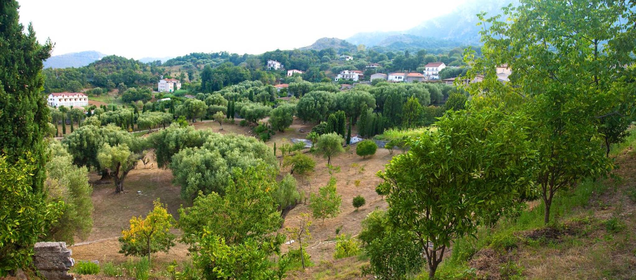 Pie' d'Ulivo