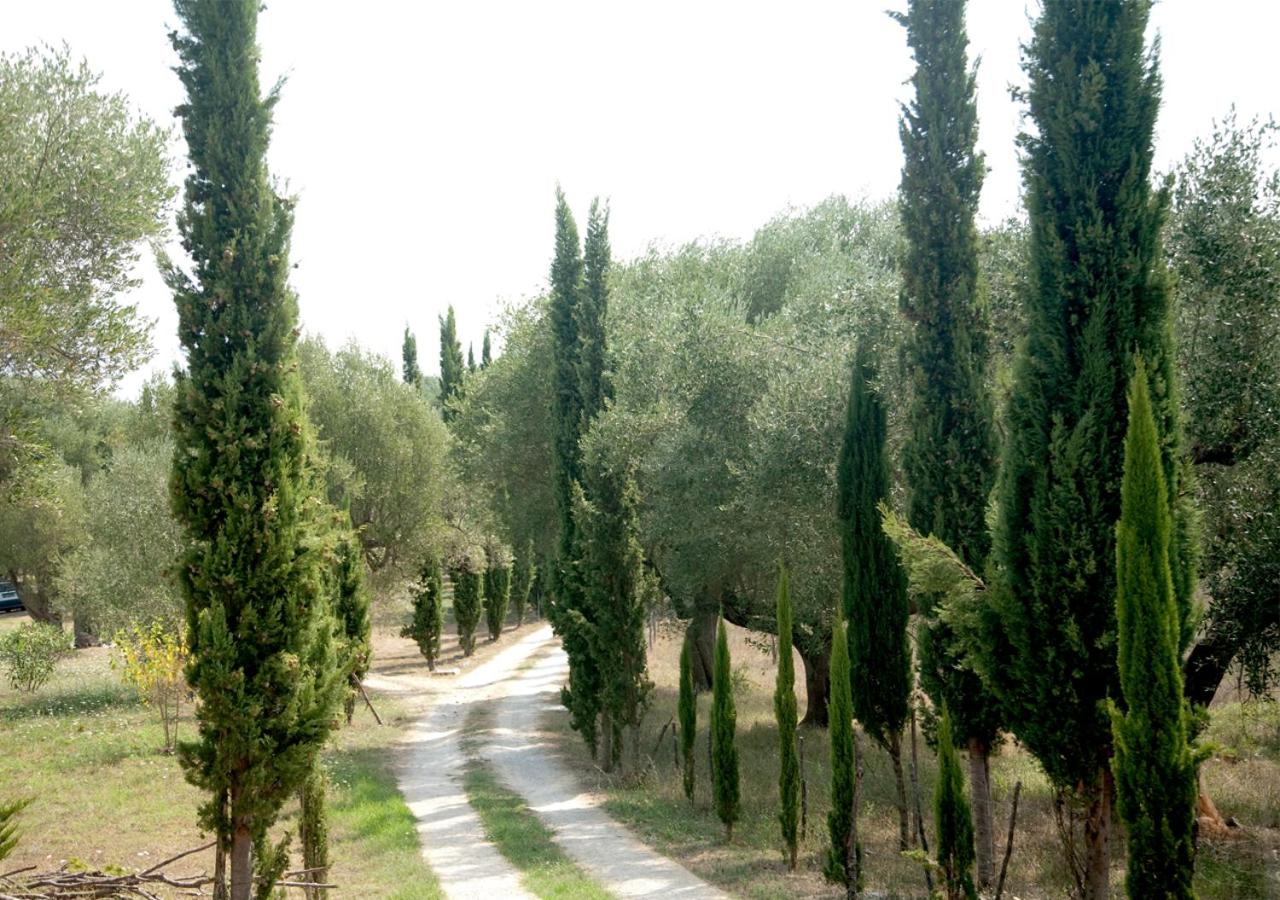 Pie' d'Ulivo