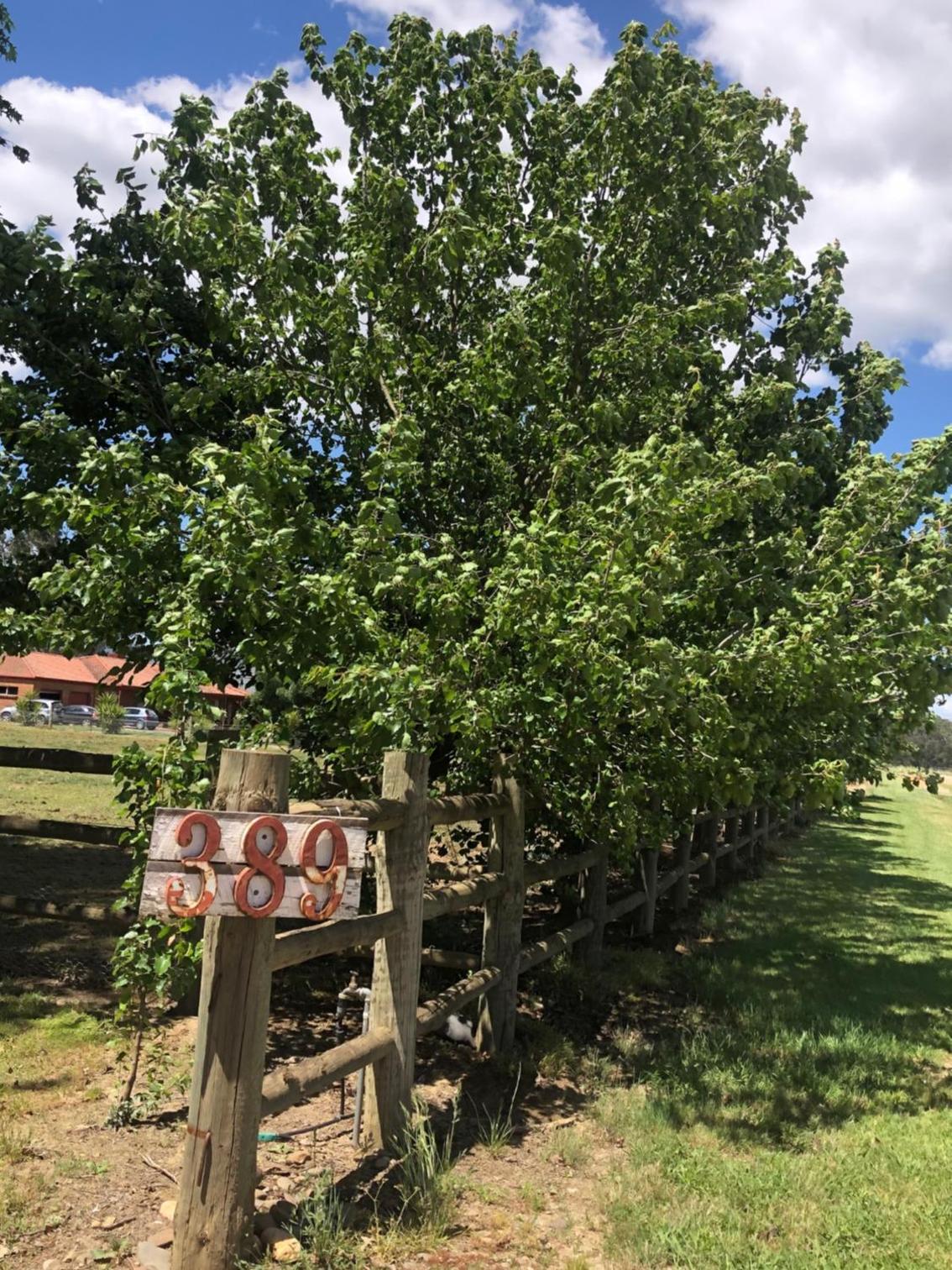 Oak Lane Guest House & Farm Stay