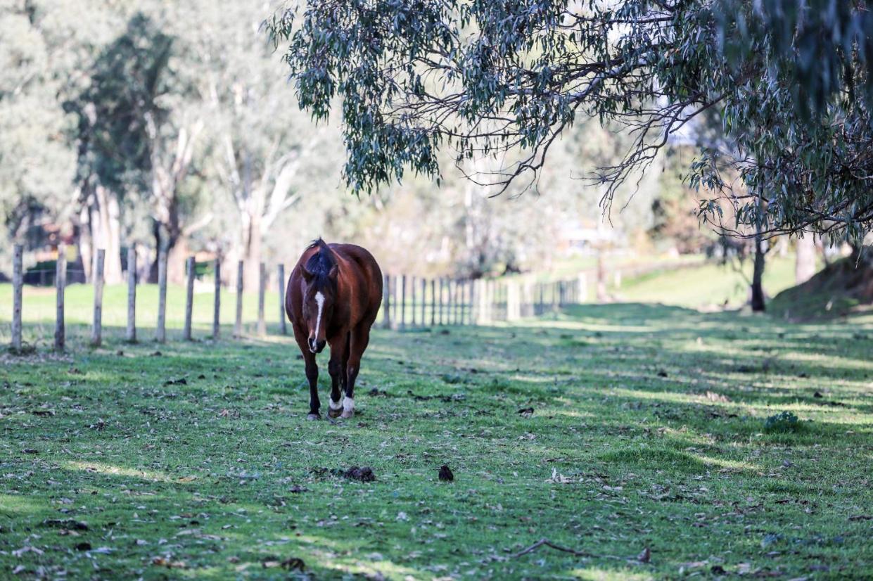 Oak Lane Guest House & Farm Stay