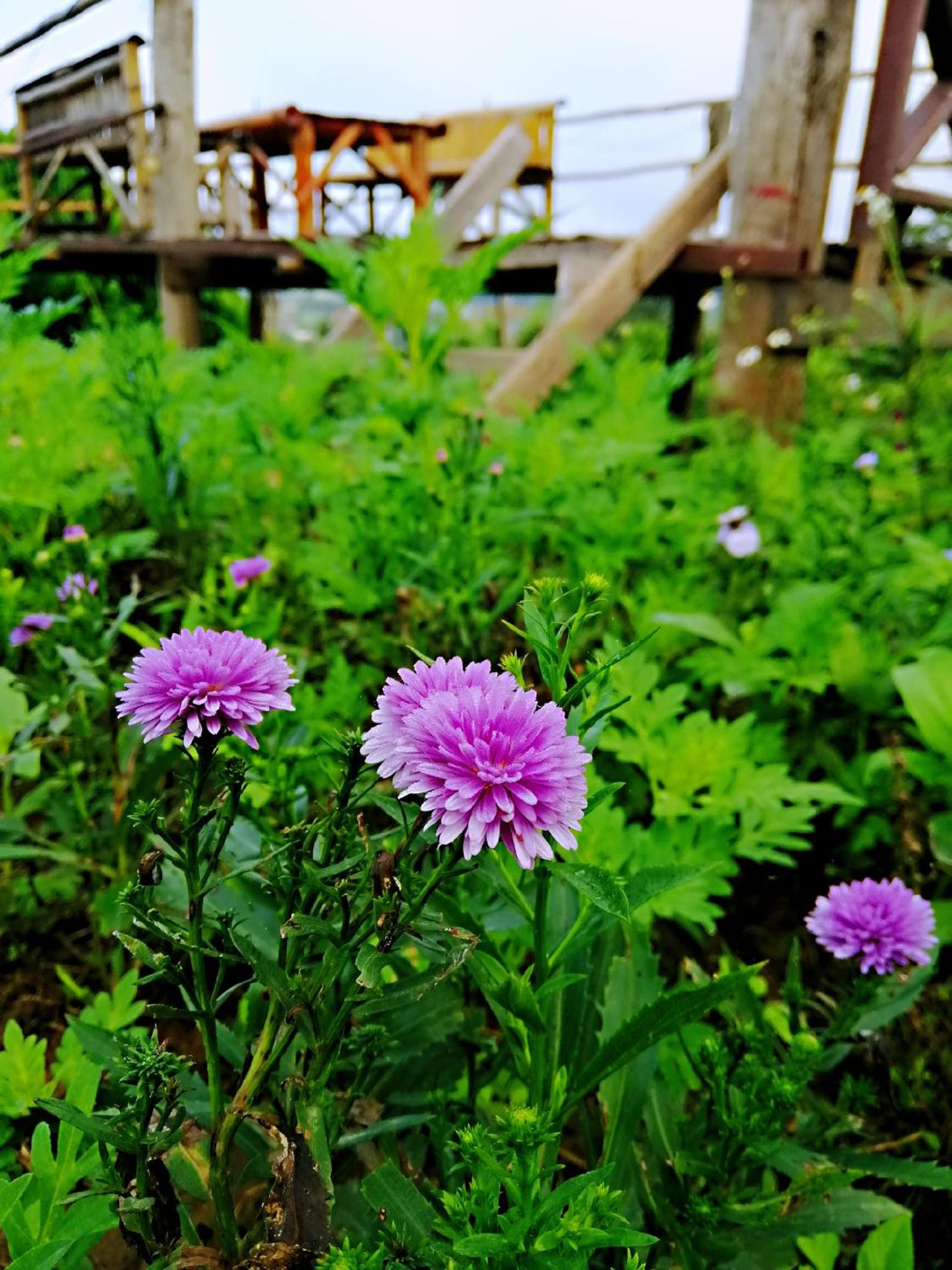 Baan 2 Dao Farmstay