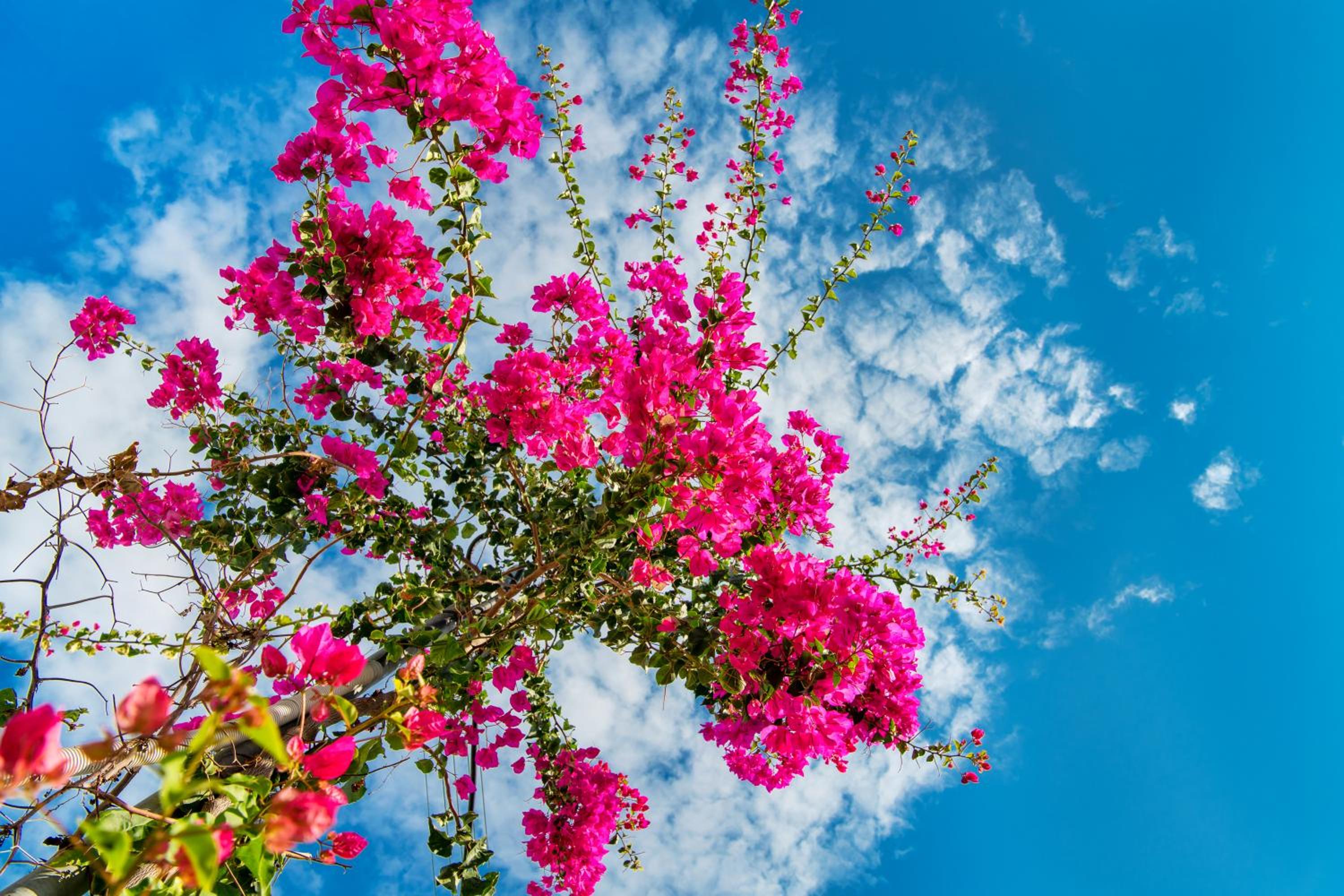 San Marino Suites by Calm Collection photo 5